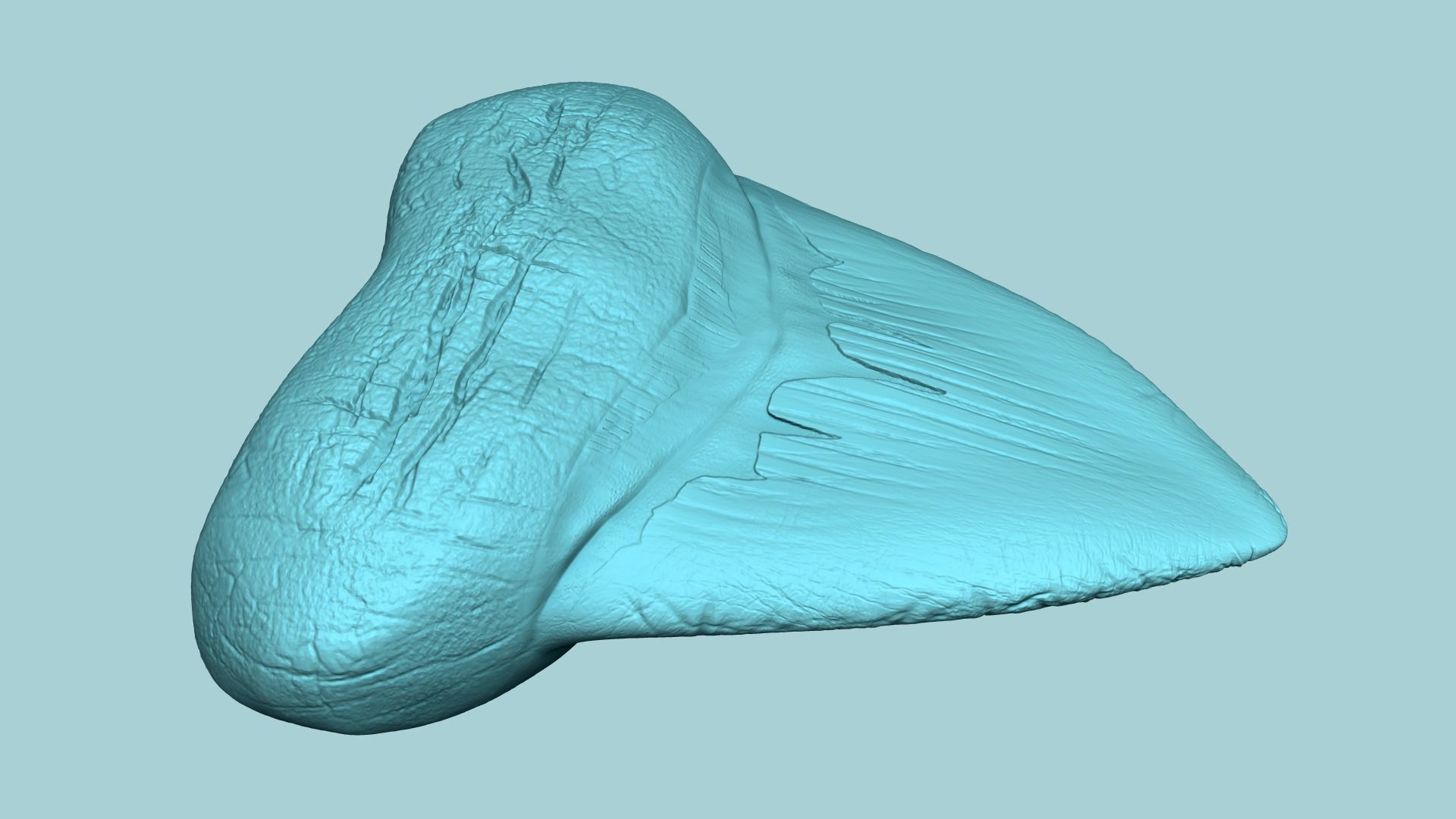 Megalodon Tooth - Jurassic Fossile Real Size - STL 3D print model_13