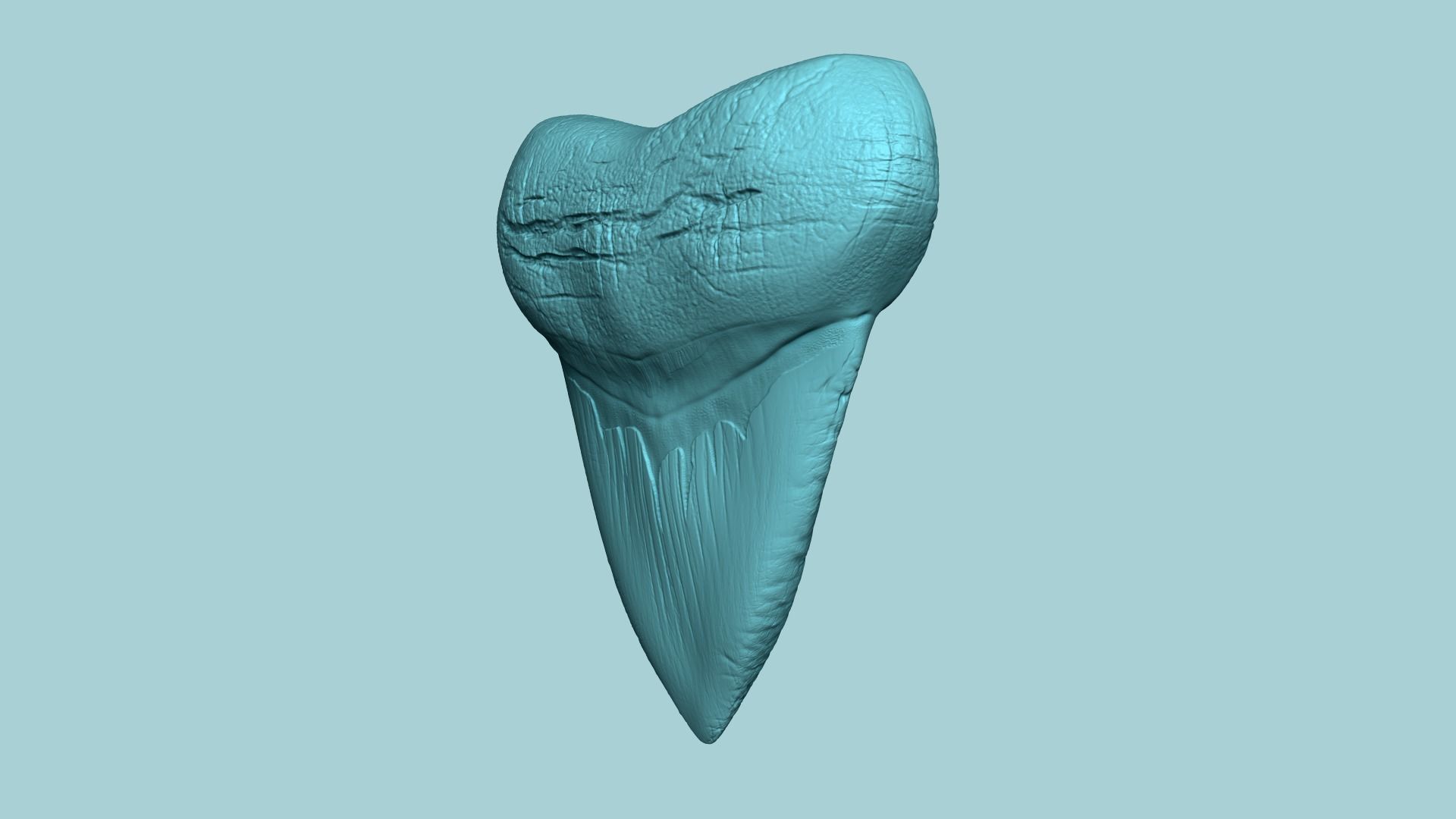 Megalodon Tooth - Jurassic Fossile Real Size - STL 3D print model_6
