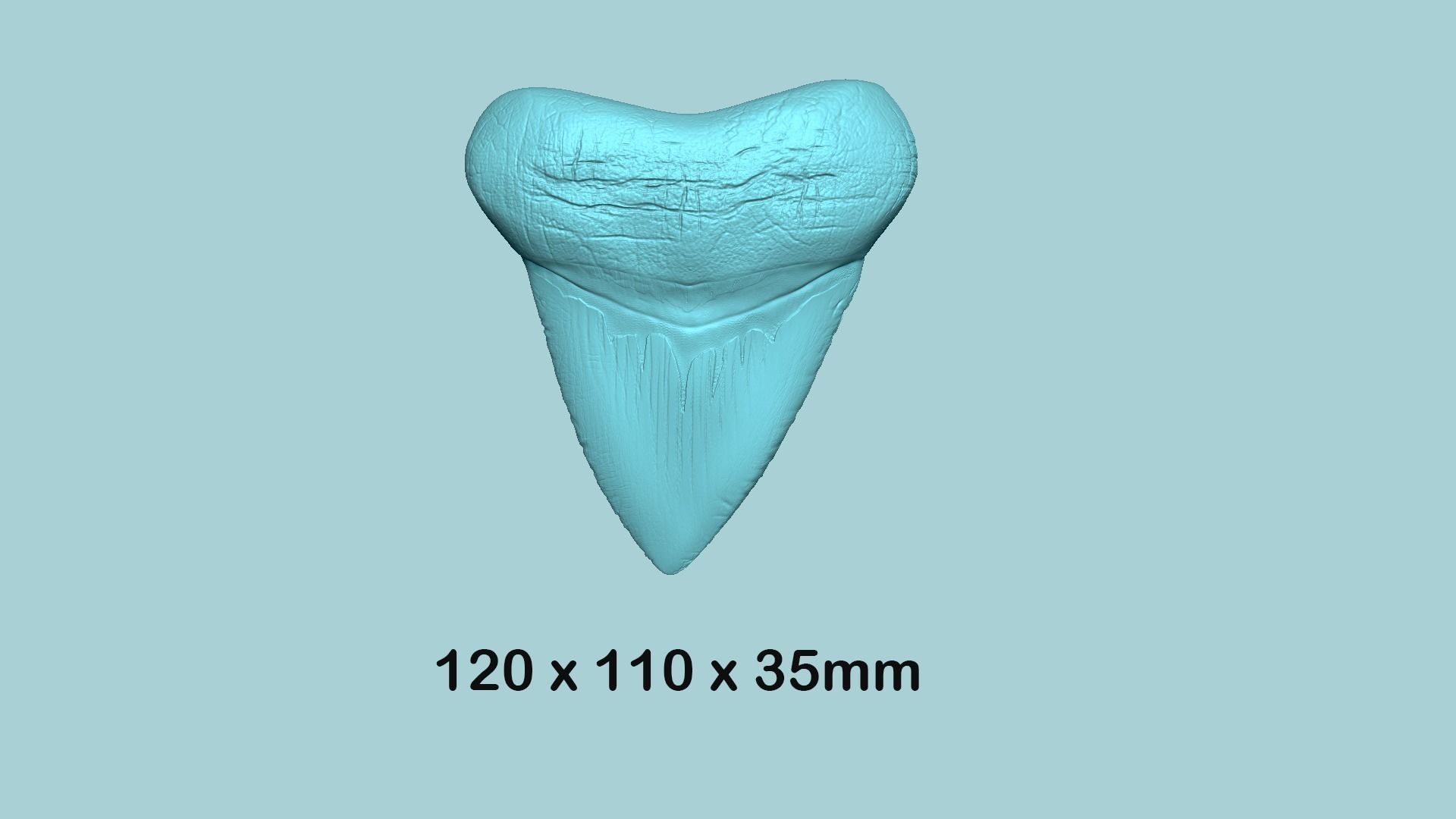 Megalodon Tooth - Jurassic Fossile Real Size - STL 3D print model_18