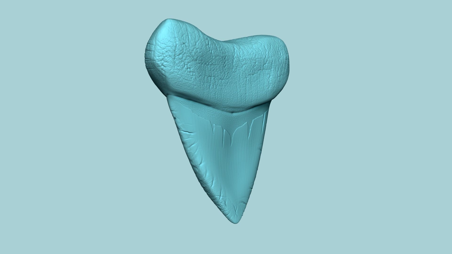 Megalodon Tooth - Jurassic Fossile Real Size - STL 3D print model_4