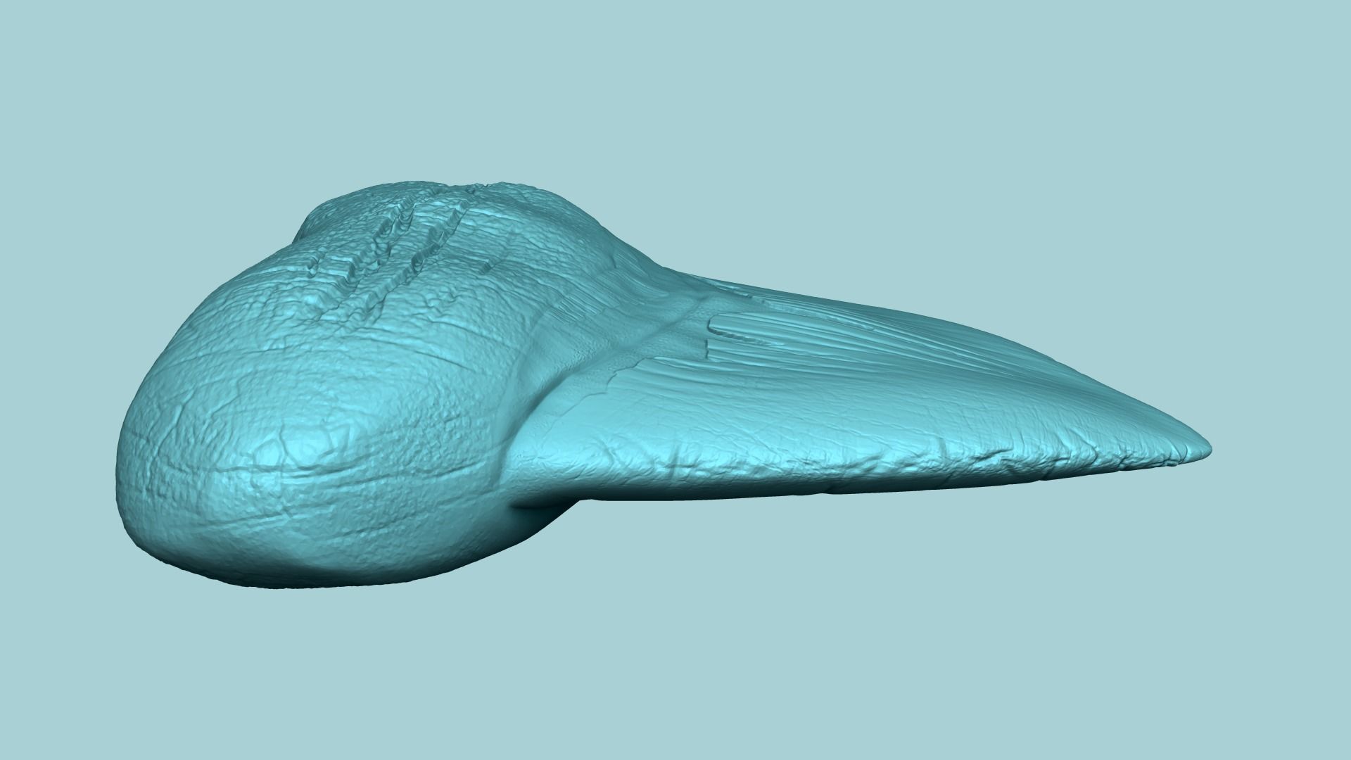 Megalodon Tooth - Jurassic Fossile Real Size - STL 3D print model_10