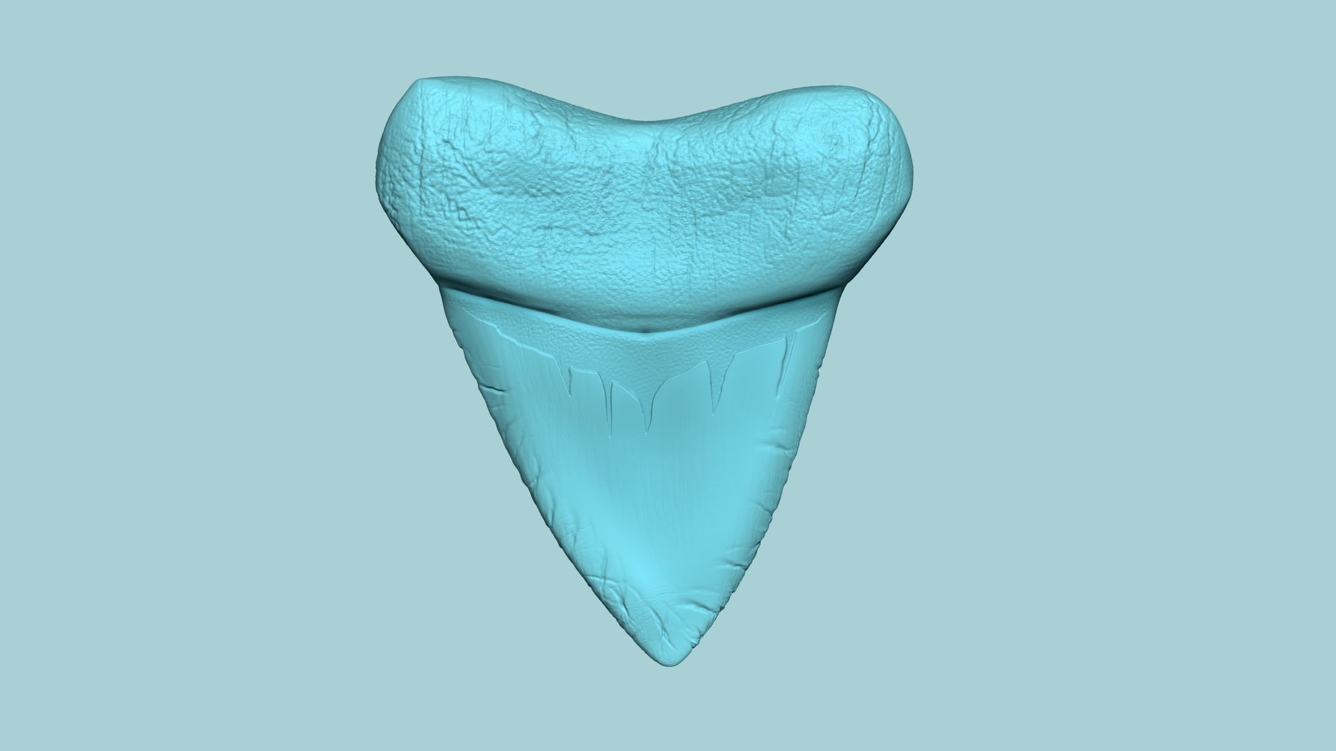Megalodon Tooth - Jurassic Fossile Real Size - STL 3D print model_3