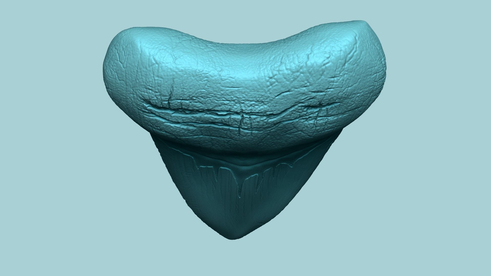 Megalodon Tooth - Jurassic Fossile Real Size - STL 3D print model_8