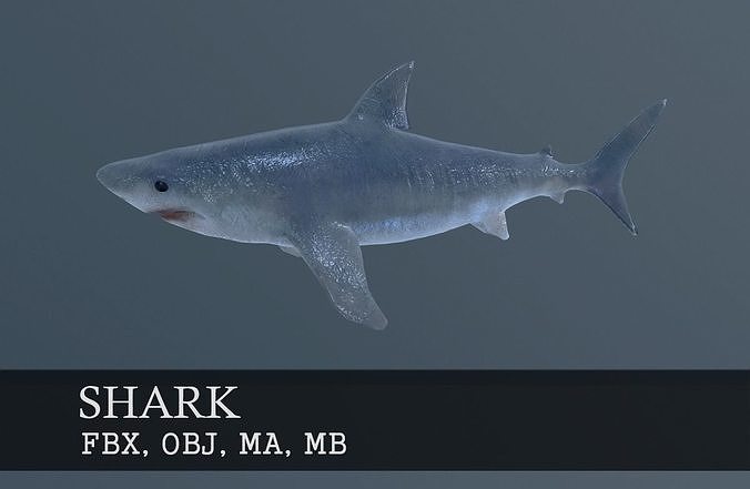 Shark modeling 3D model