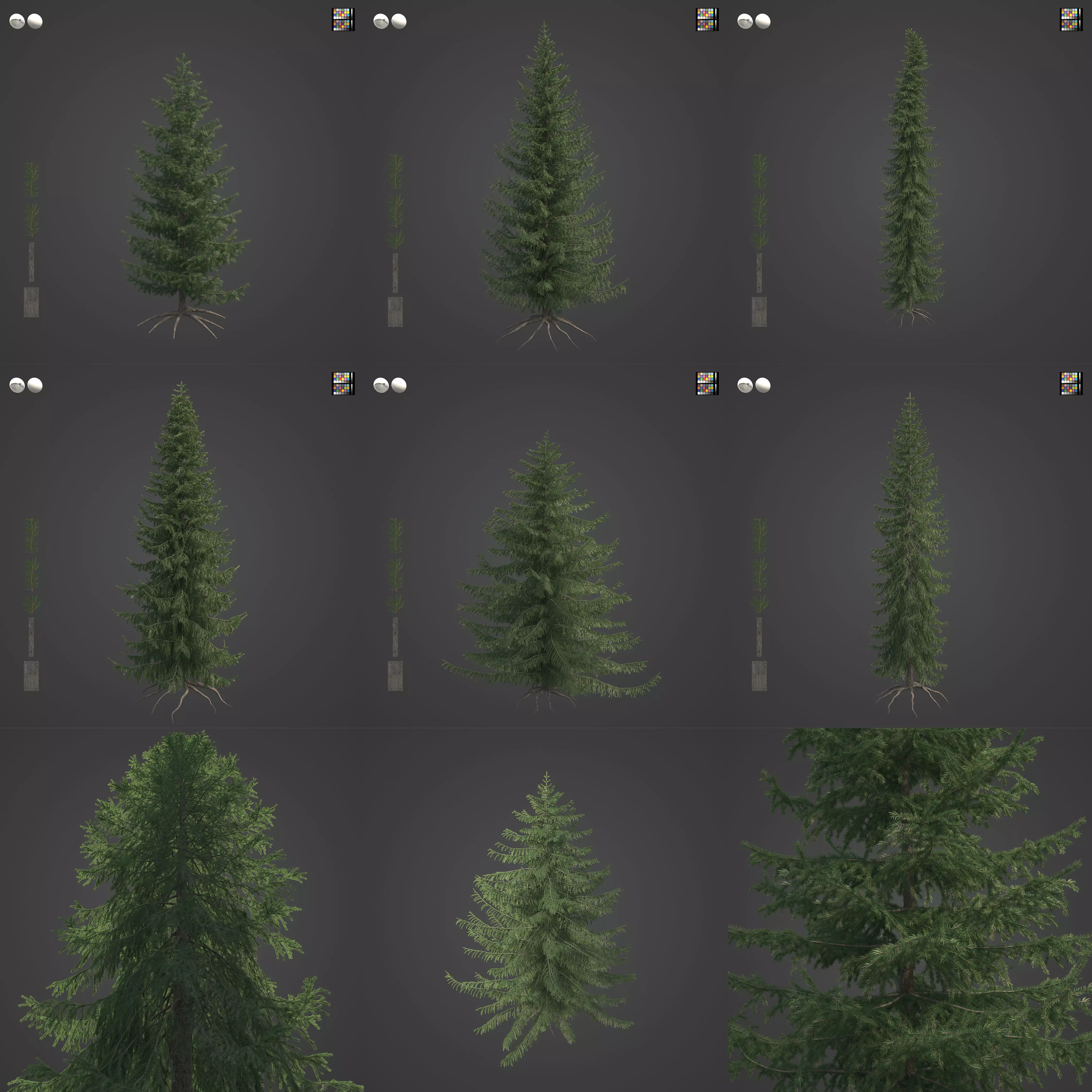2021 PBR Serbian Spruce Collection - Picea Omorika  3D model_0