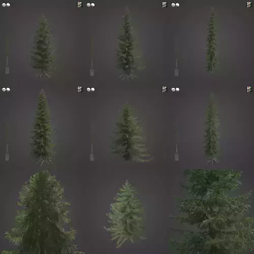 2021 PBR Serbian Spruce Collection - Picea Omorika  3D model