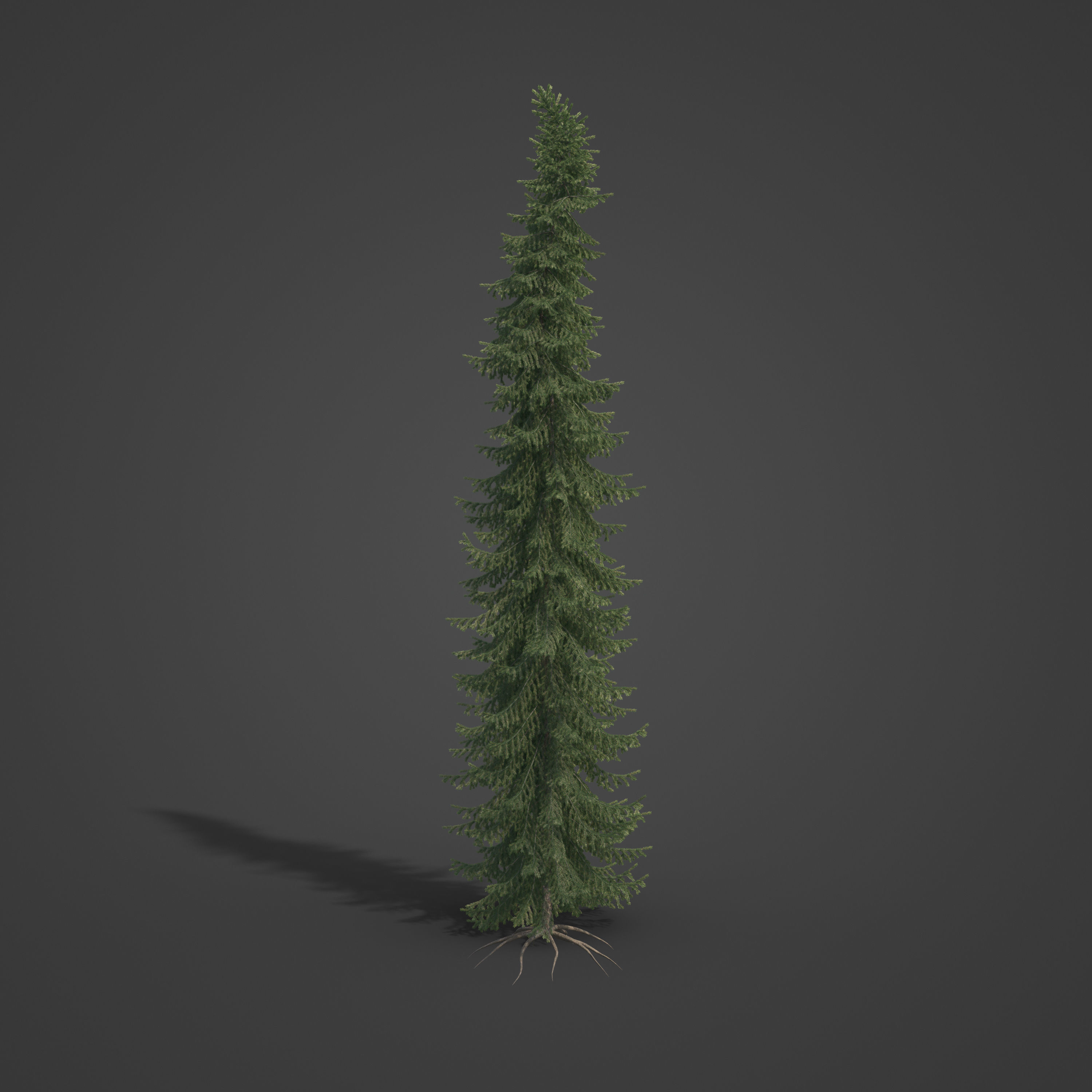 2021 PBR Serbian Spruce Collection - Picea Omorika  3D model_6