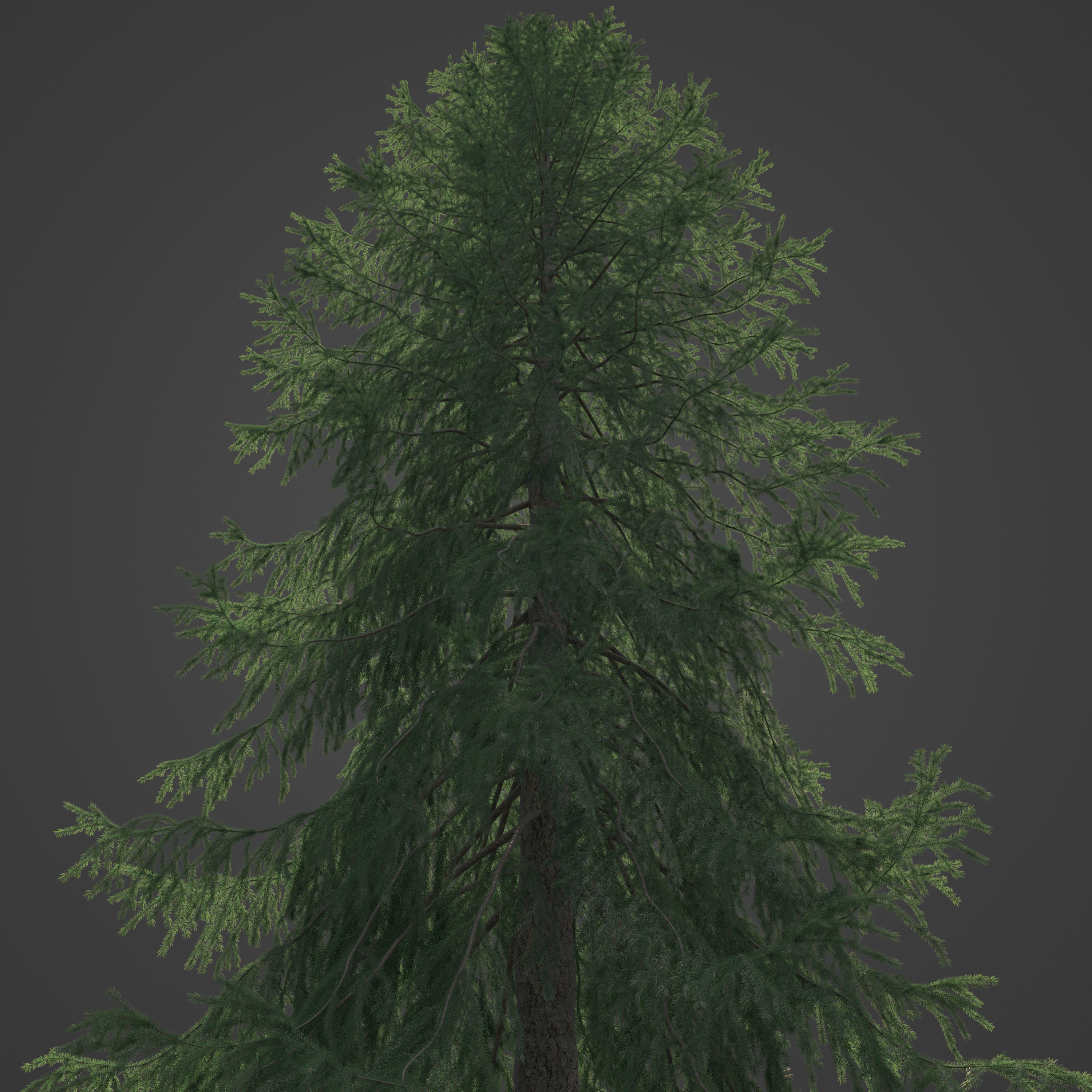2021 PBR Serbian Spruce Collection - Picea Omorika  3D model_5