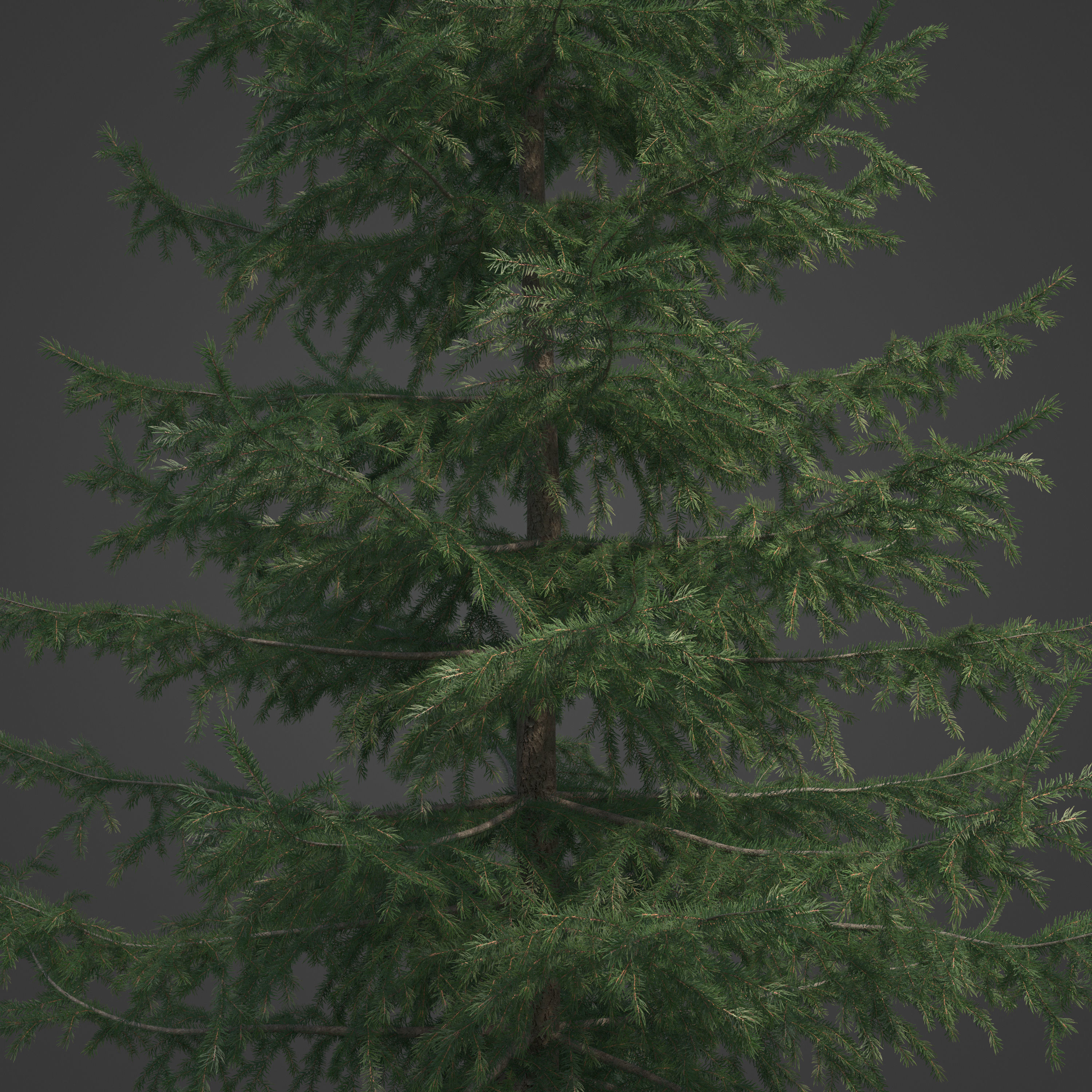 2021 PBR Serbian Spruce Collection - Picea Omorika  3D model_2