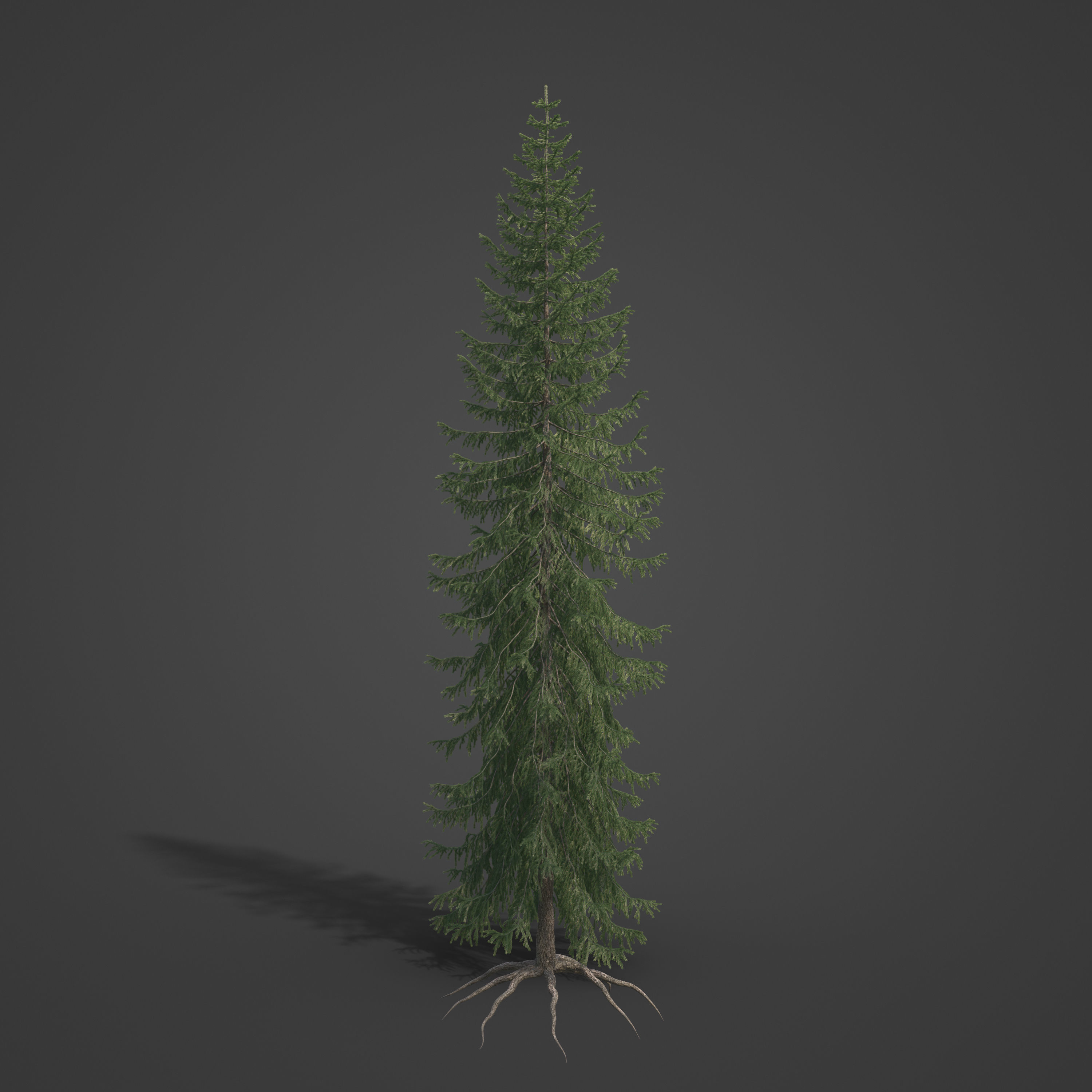 2021 PBR Serbian Spruce Collection - Picea Omorika  3D model_7