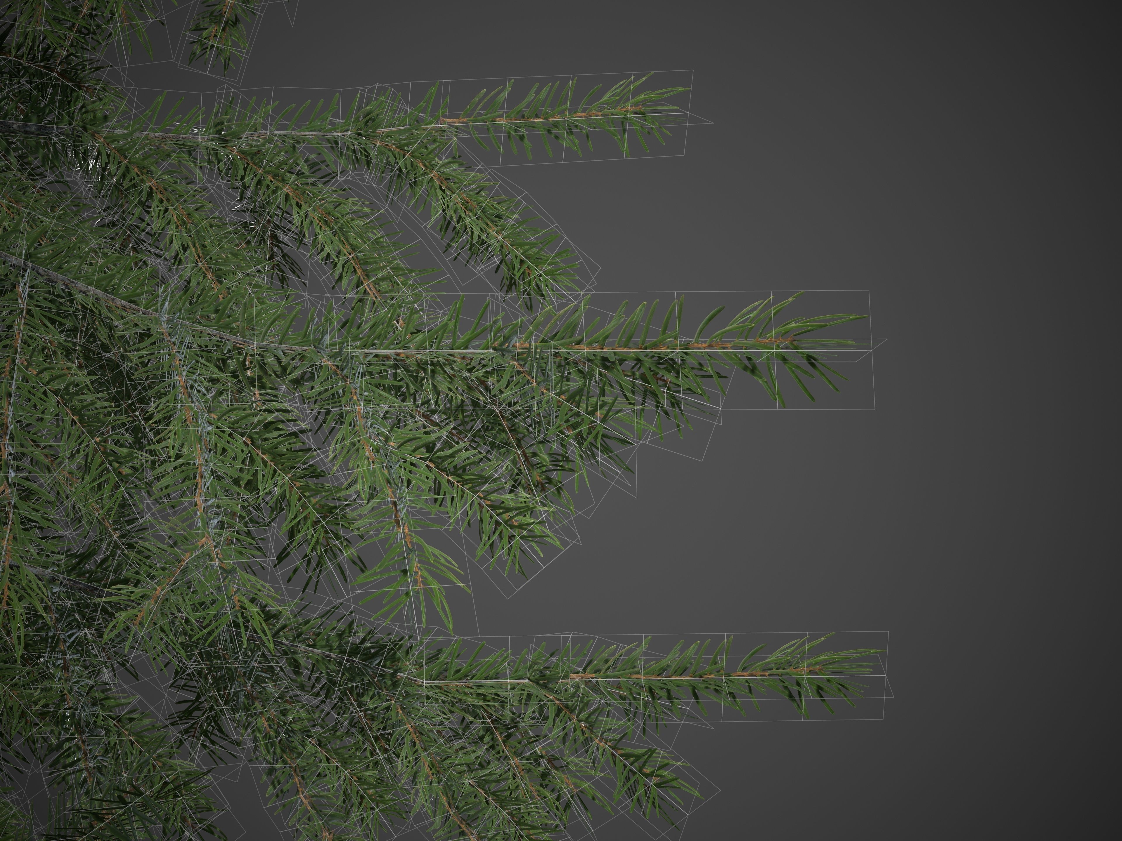 2021 PBR Serbian Spruce Collection - Picea Omorika  3D model_9