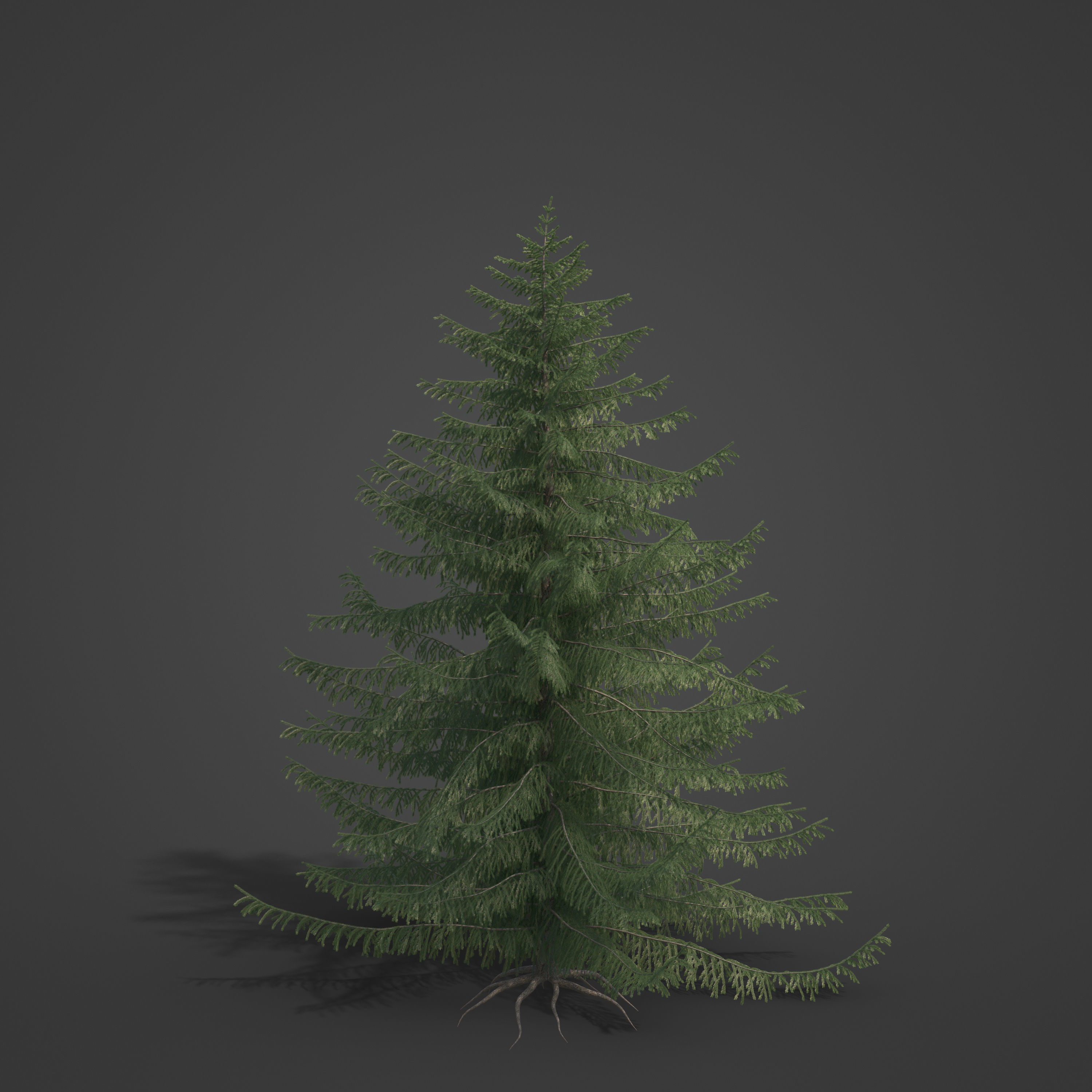 2021 PBR Serbian Spruce Collection - Picea Omorika  3D model_3