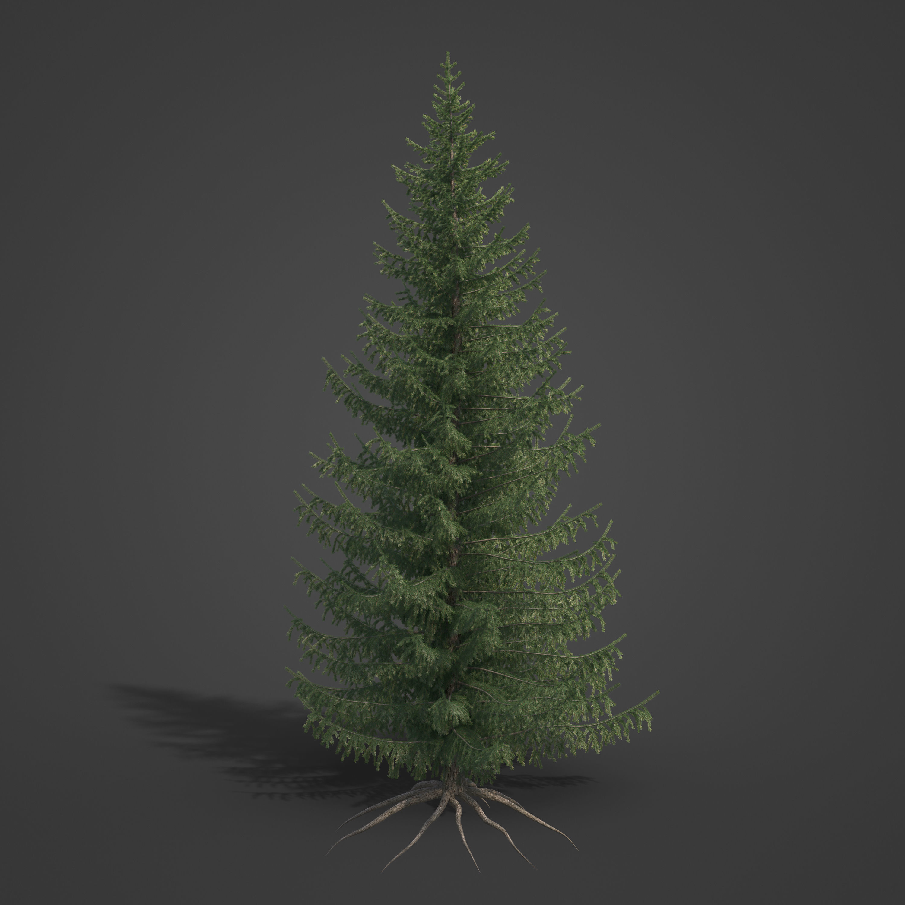 2021 PBR Serbian Spruce Collection - Picea Omorika  3D model_4