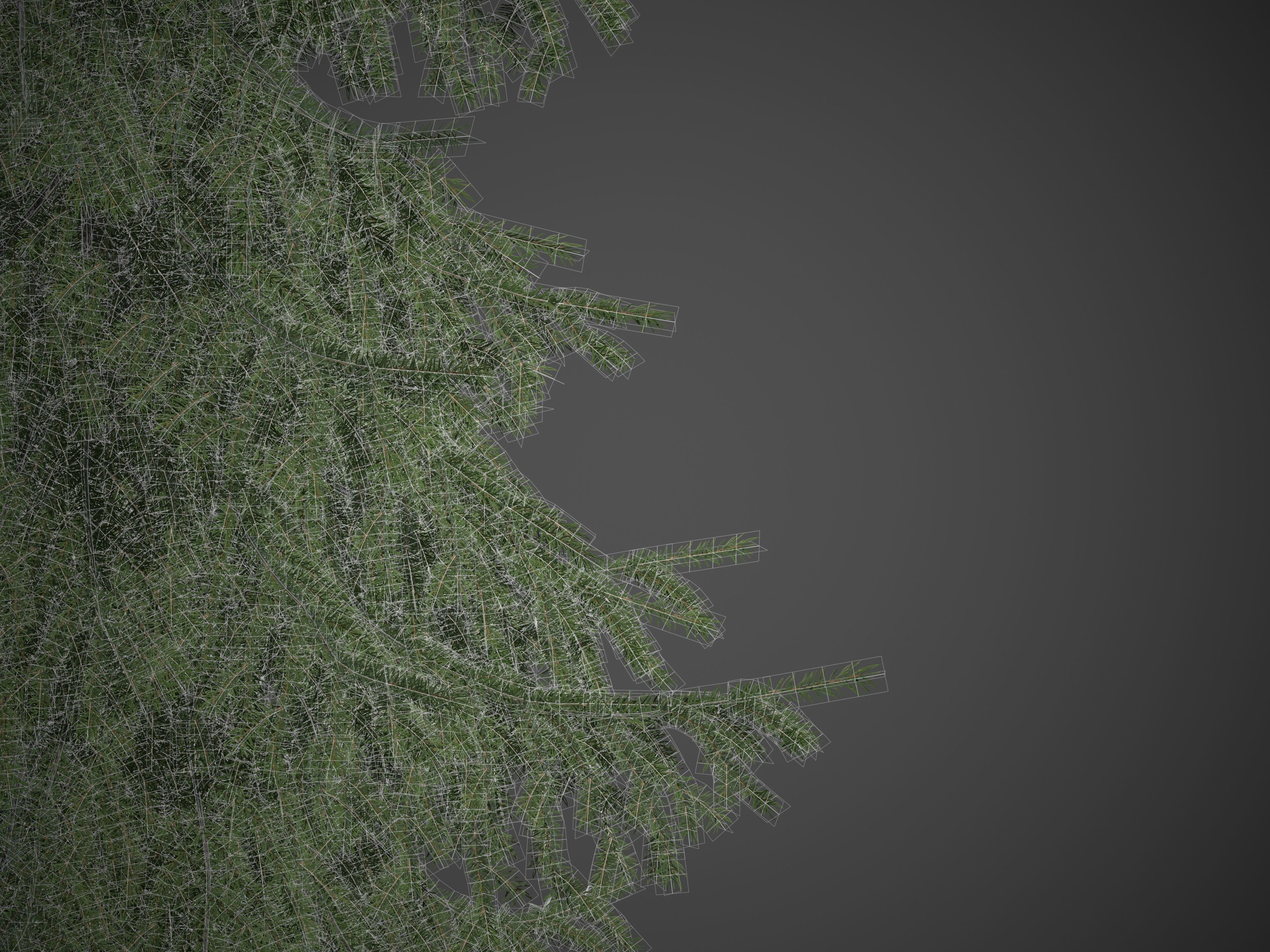 2021 PBR Serbian Spruce Collection - Picea Omorika  3D model_8