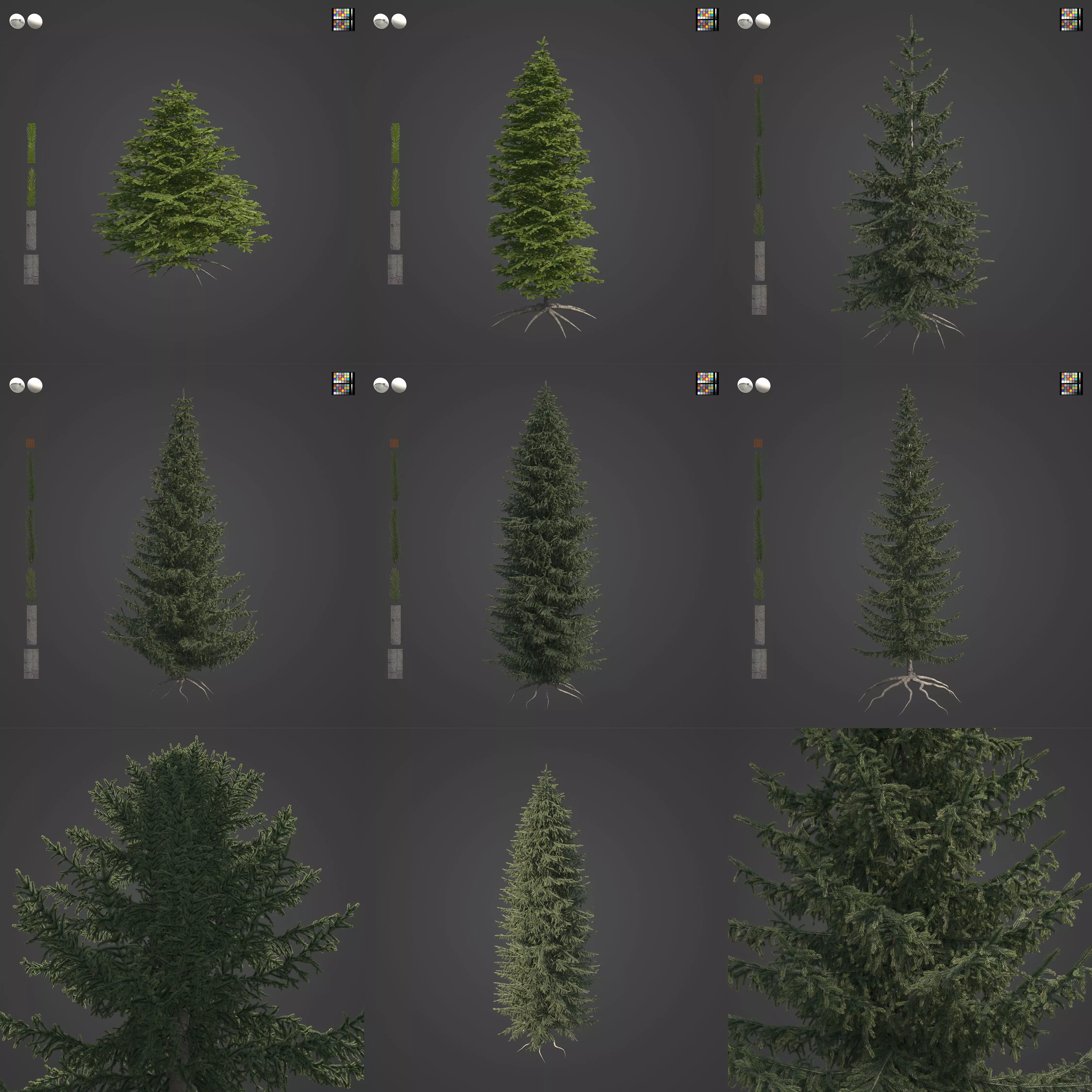 2021 PBR Oriental Spruce Collection - Picea Orientalis 3D model