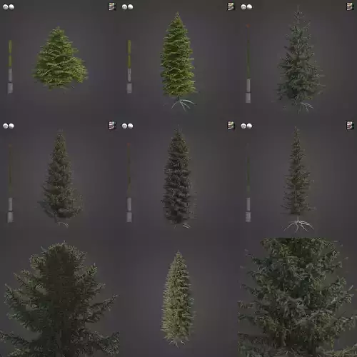 2021 PBR Oriental Spruce Collection - Picea Orientalis 