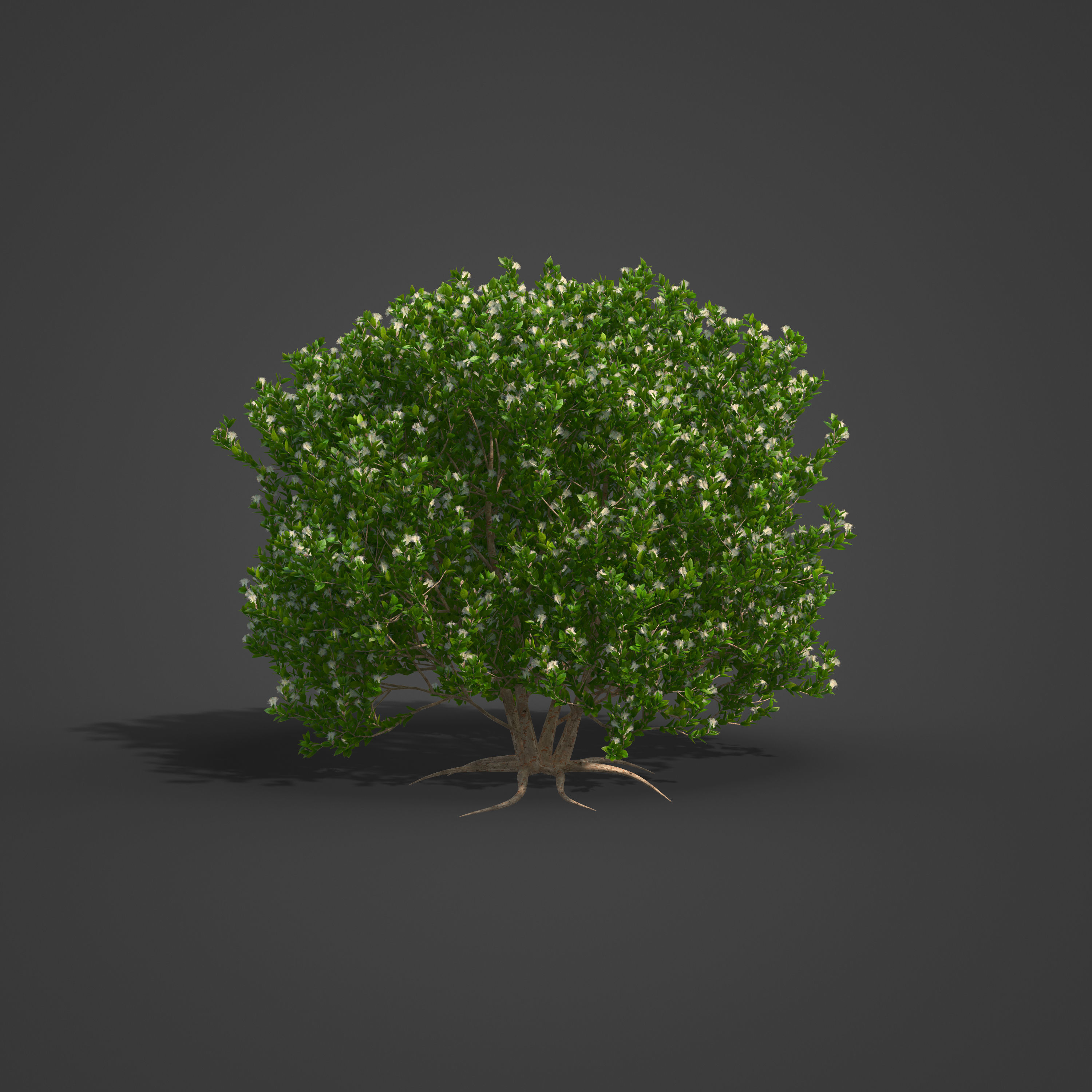 2021 PBR Myrtle Collection - Myrtus Communis  3D model_3