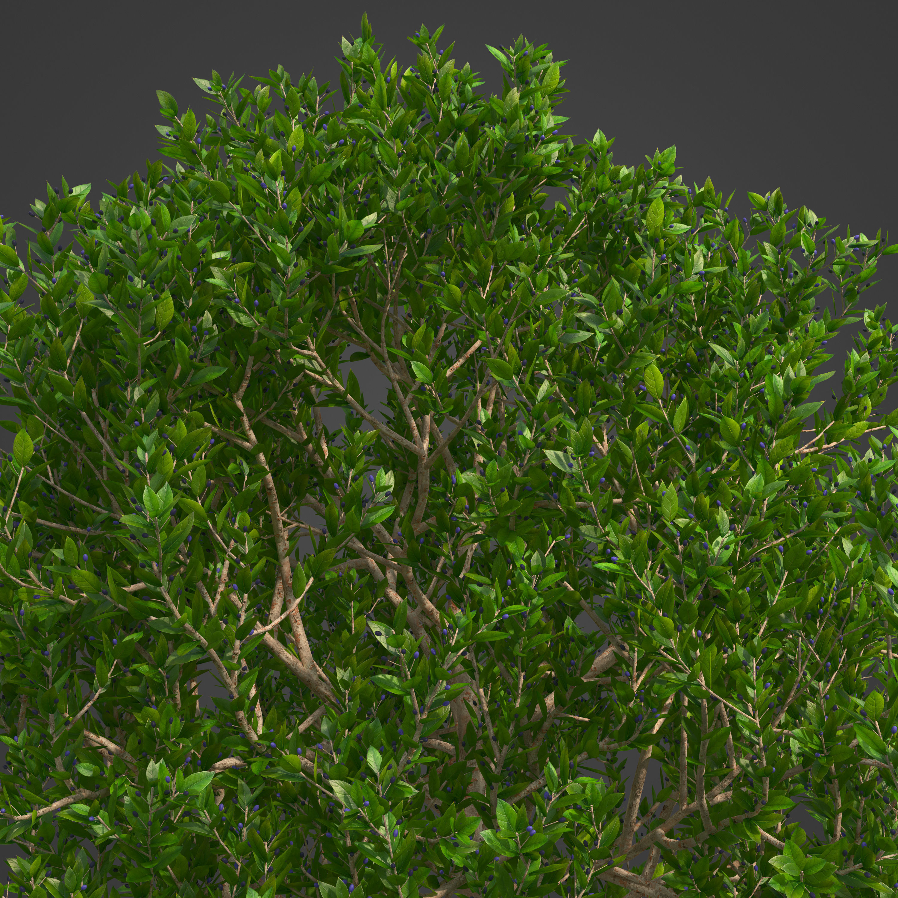 2021 PBR Myrtle Collection - Myrtus Communis  3D model_7