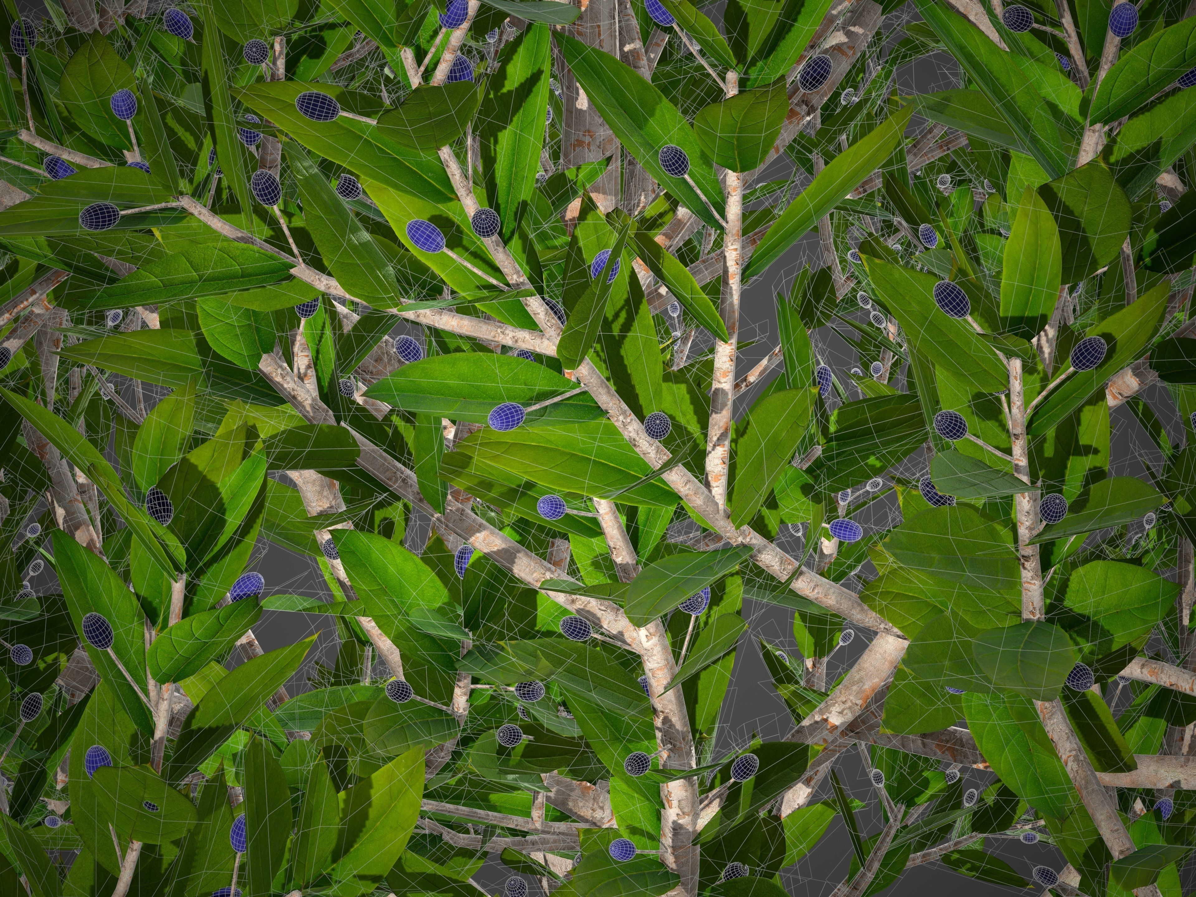 2021 PBR Myrtle Collection - Myrtus Communis  3D model_8