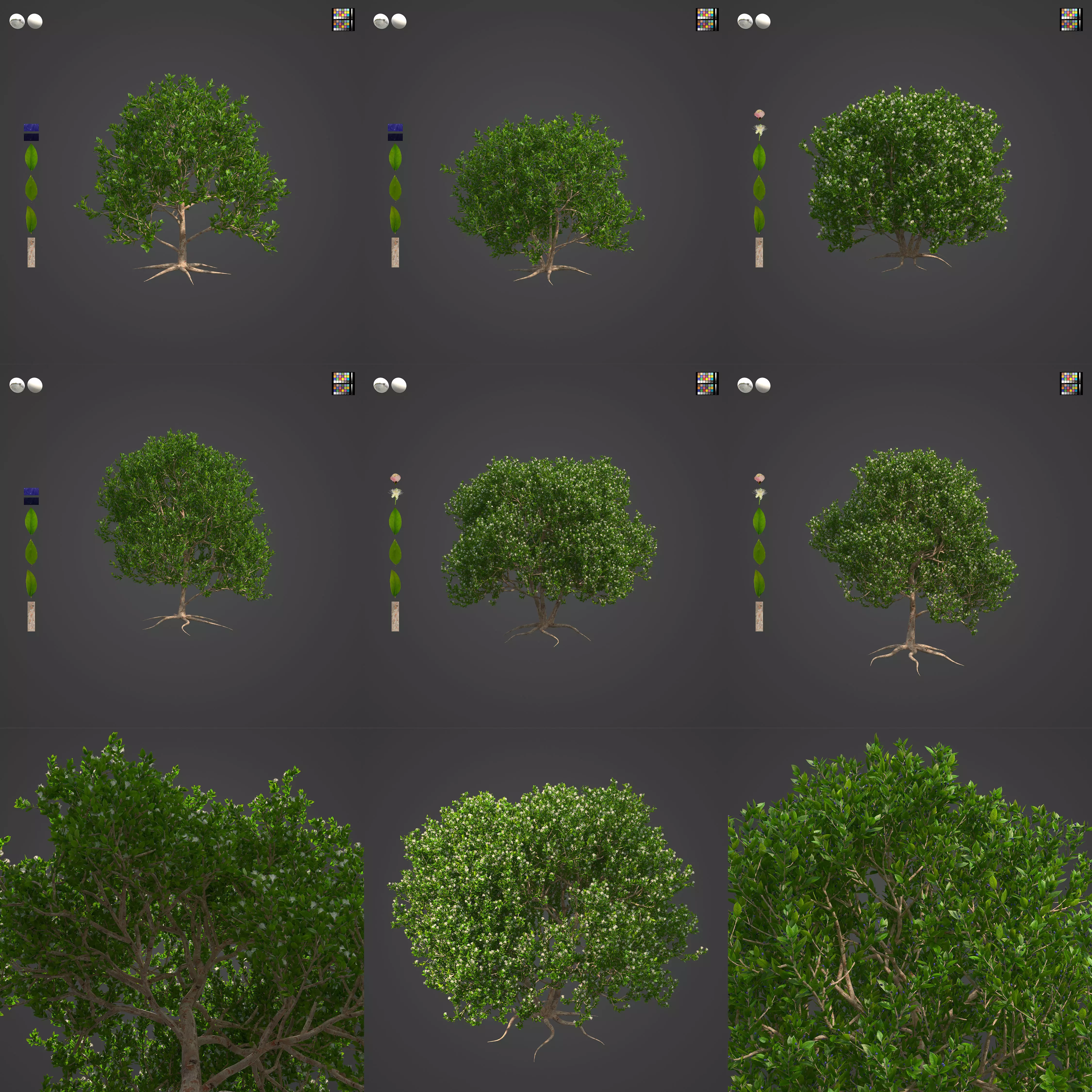 2021 PBR Myrtle Collection - Myrtus Communis  3D model_0