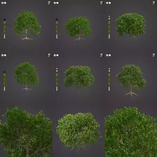 2021 PBR Myrtle Collection - Myrtus Communis 