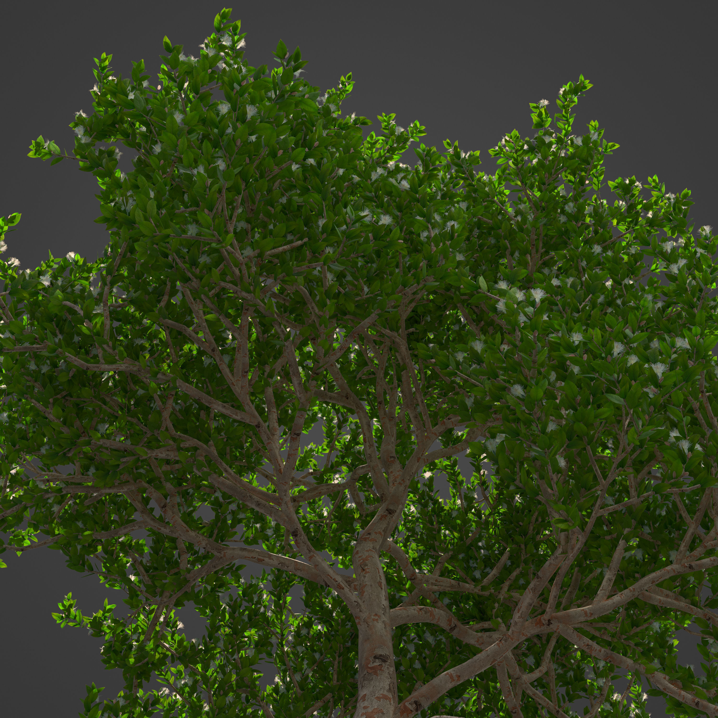 2021 PBR Myrtle Collection - Myrtus Communis  3D model_6