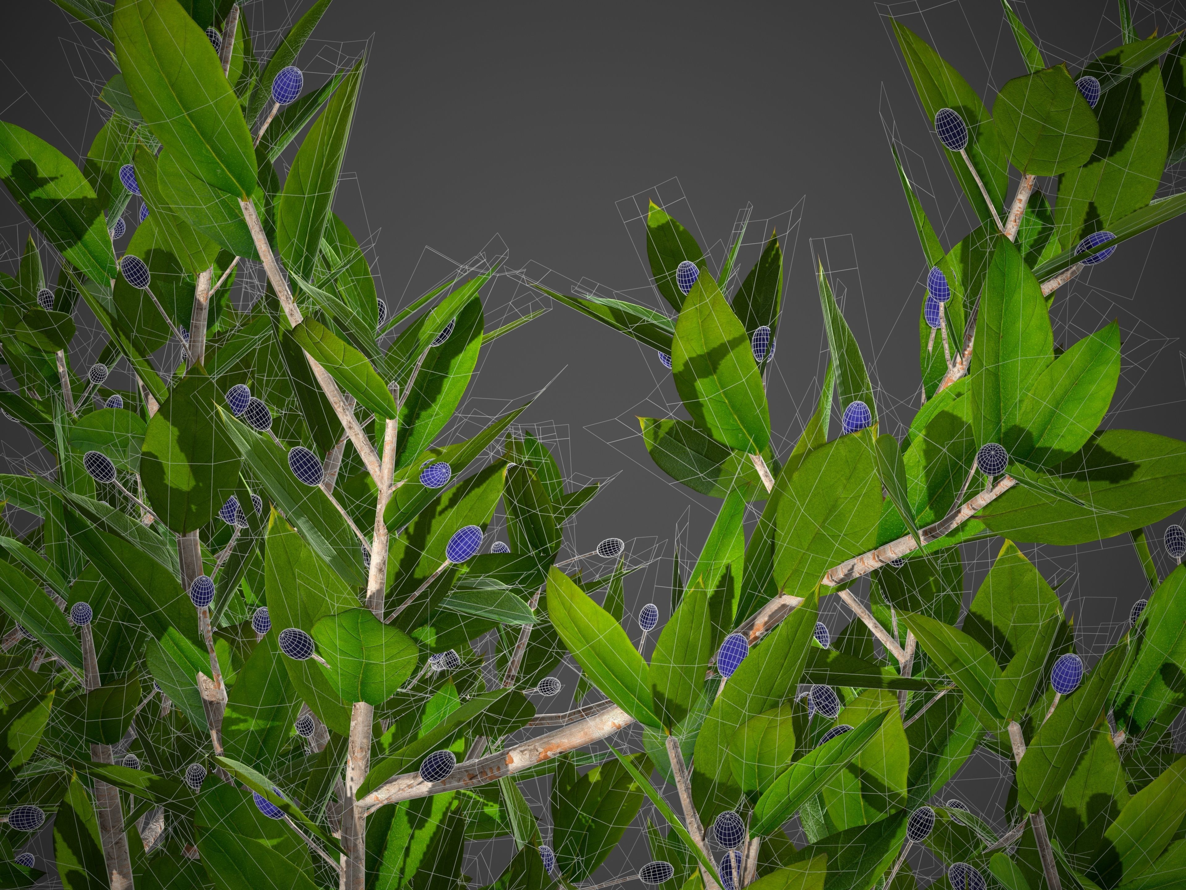 2021 PBR Myrtle Collection - Myrtus Communis  3D model_9