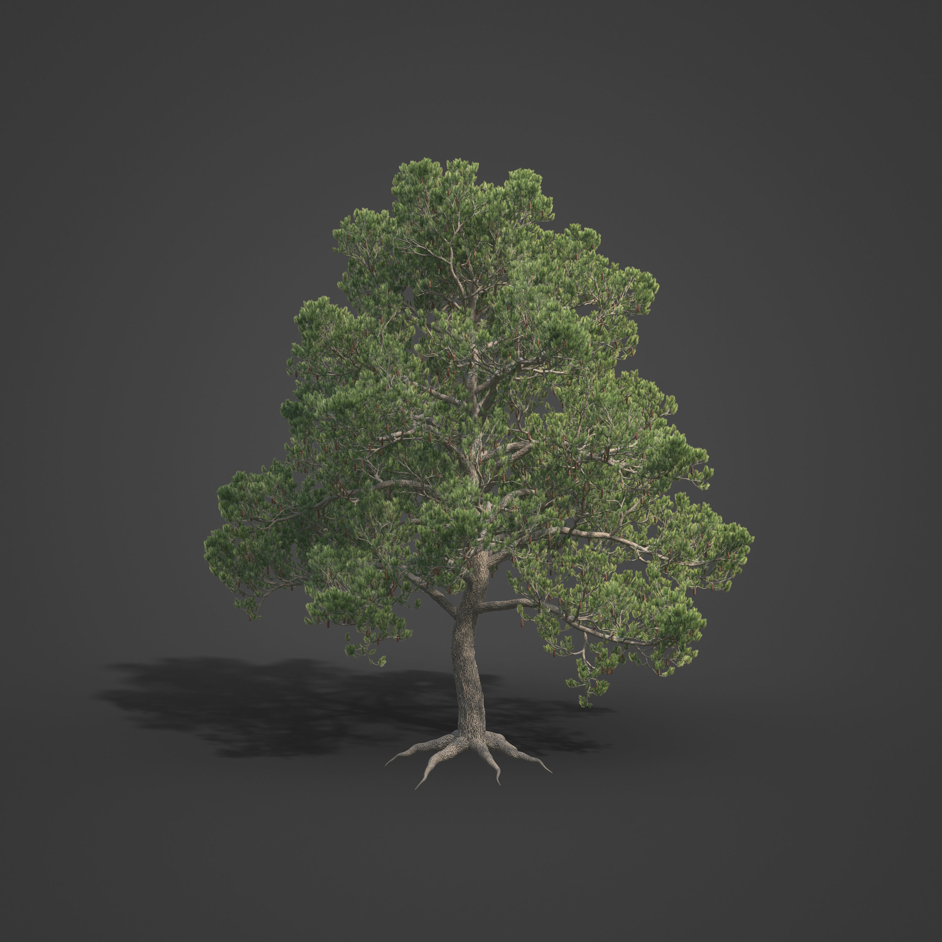 2021 PBR Aleppo Pine Collection - Pinus Halepensis  3D model_4
