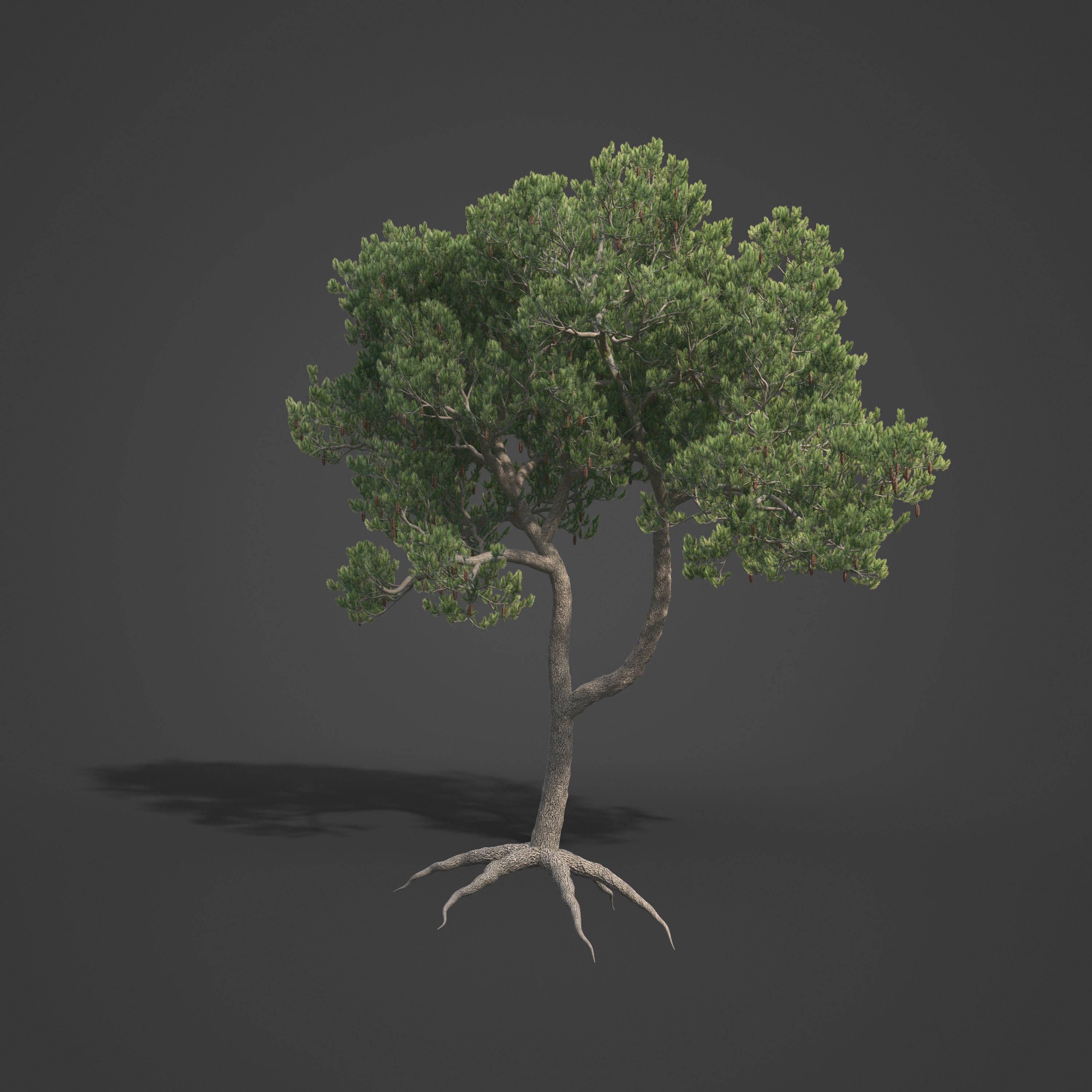 2021 PBR Aleppo Pine Collection - Pinus Halepensis  3D model_6