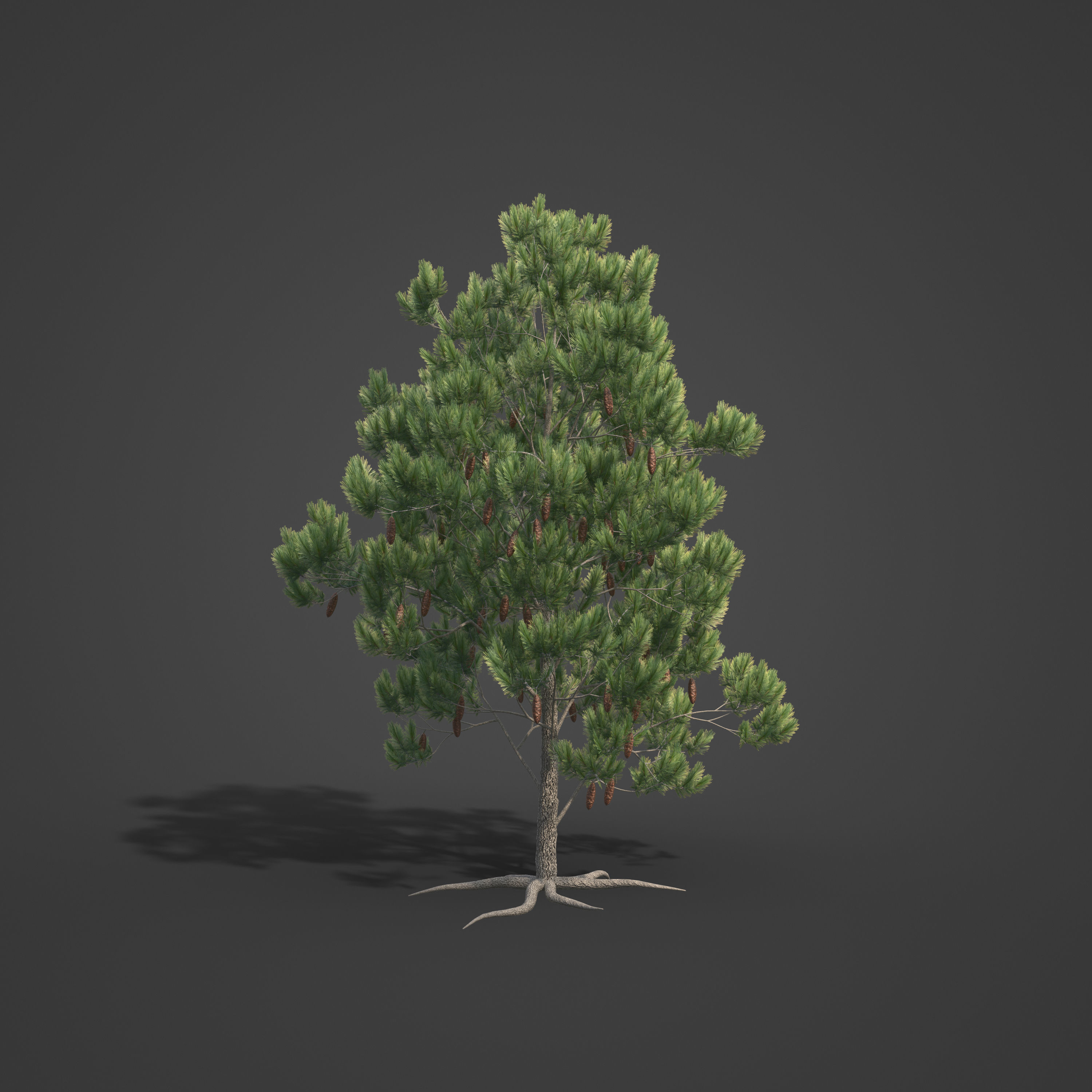 2021 PBR Aleppo Pine Collection - Pinus Halepensis  3D model_5