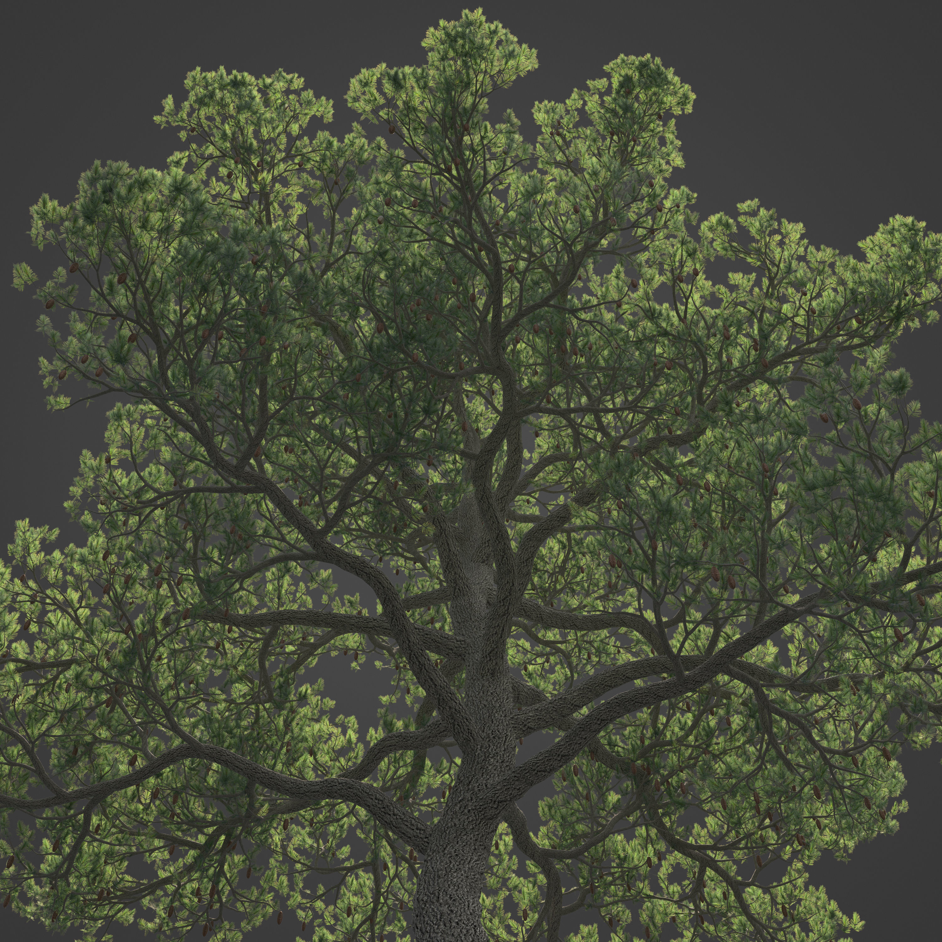 2021 PBR Aleppo Pine Collection - Pinus Halepensis  3D model_2