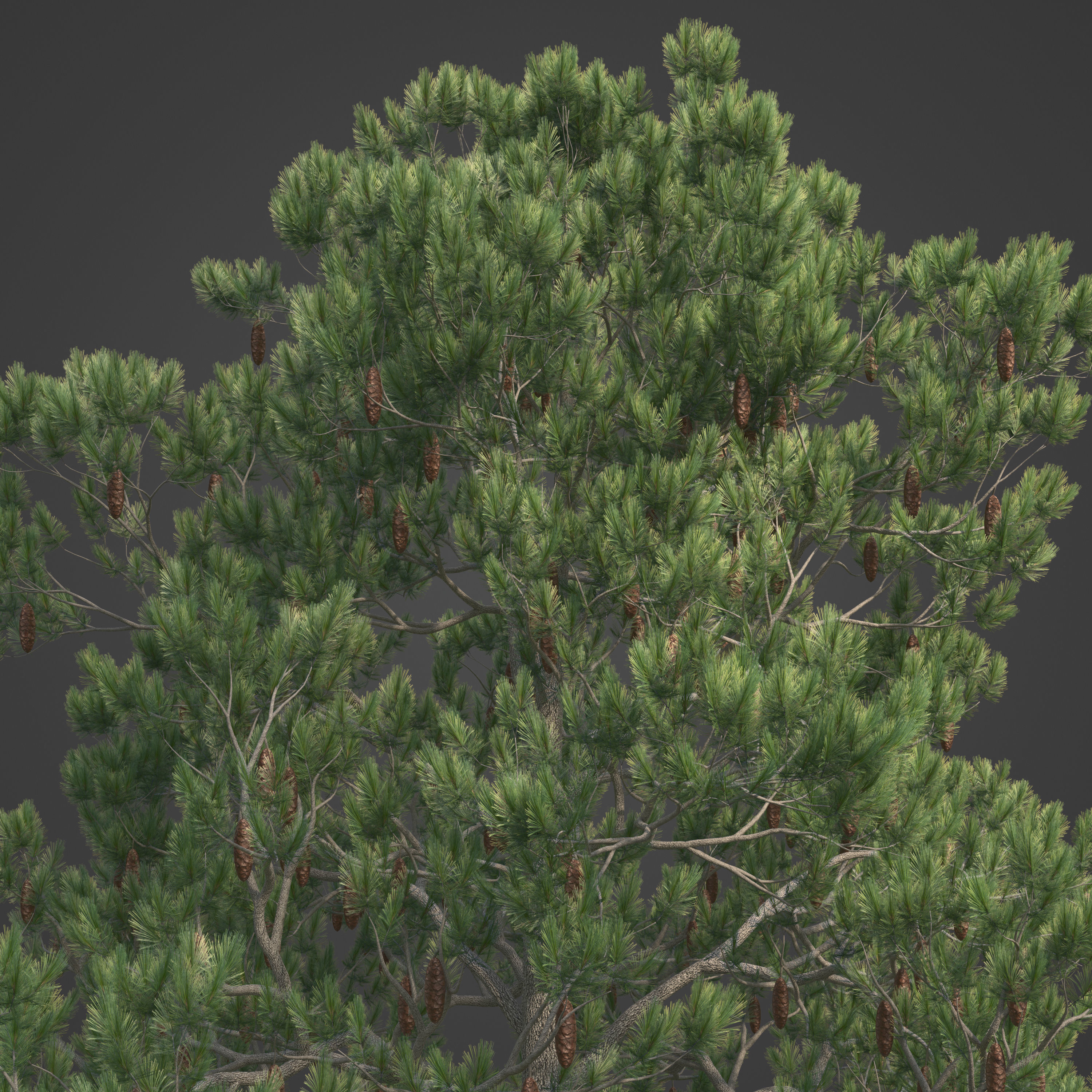 2021 PBR Aleppo Pine Collection - Pinus Halepensis  3D model_3