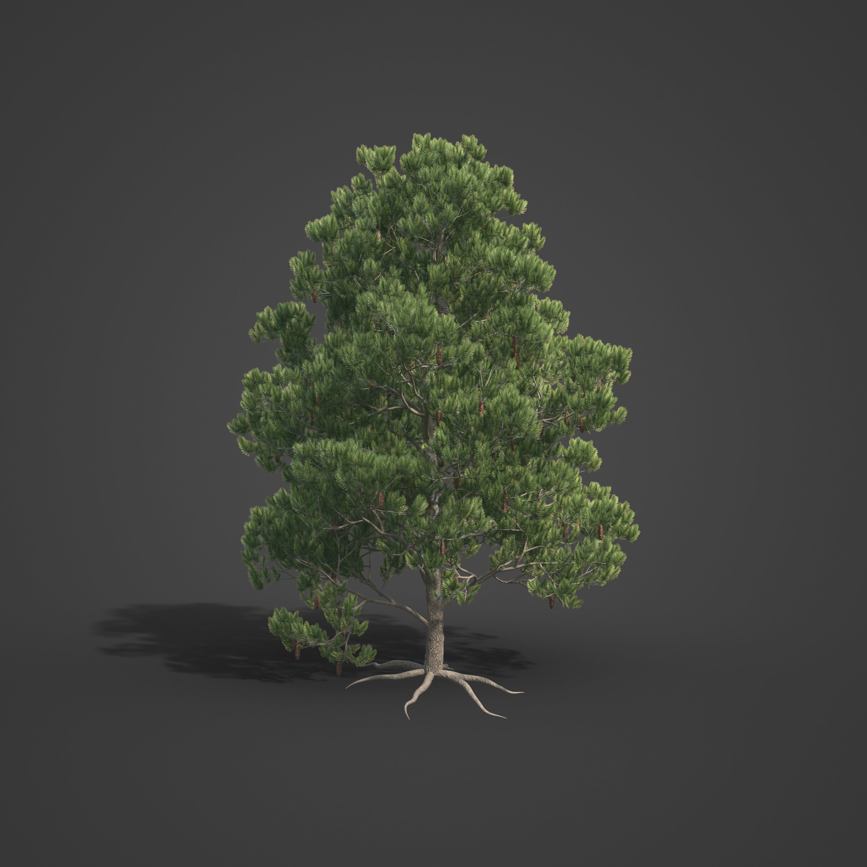 2021 PBR Aleppo Pine Collection - Pinus Halepensis  3D model_7