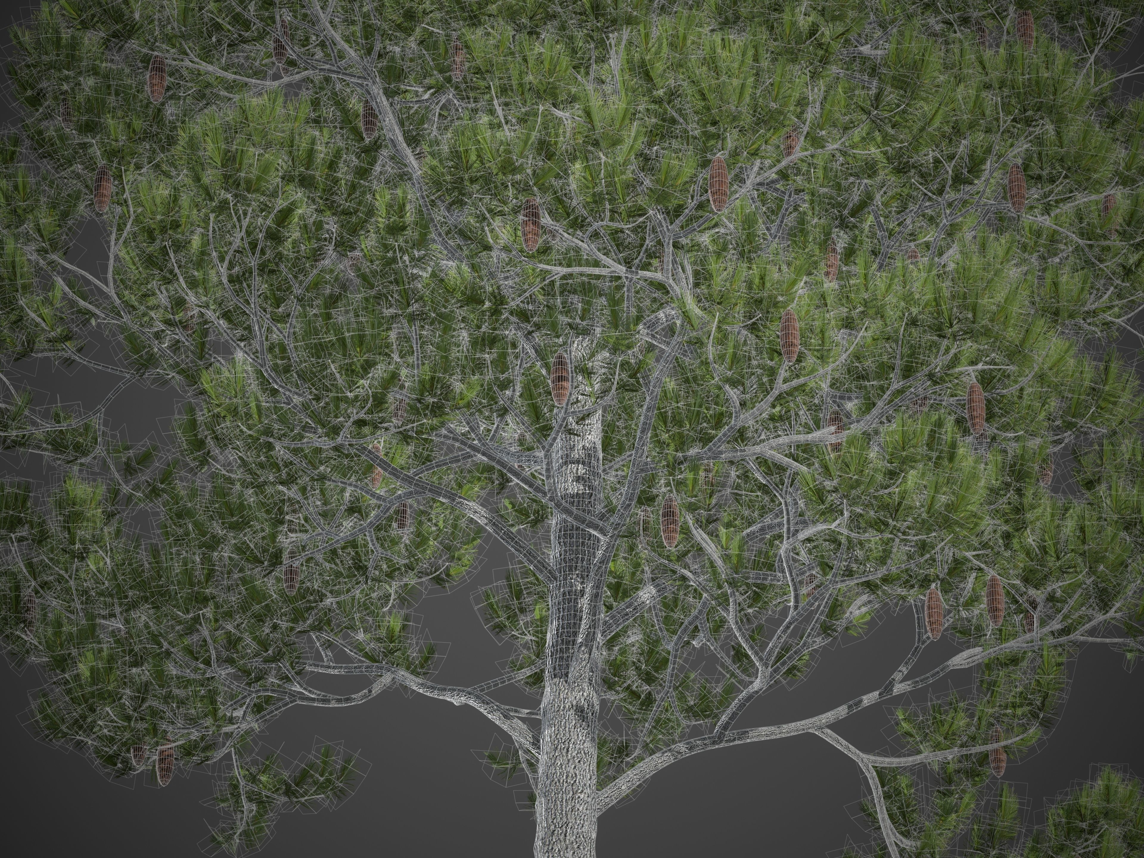2021 PBR Aleppo Pine Collection - Pinus Halepensis  3D model_8