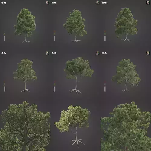 2021 PBR Aleppo Pine Collection - Pinus Halepensis  3D model
