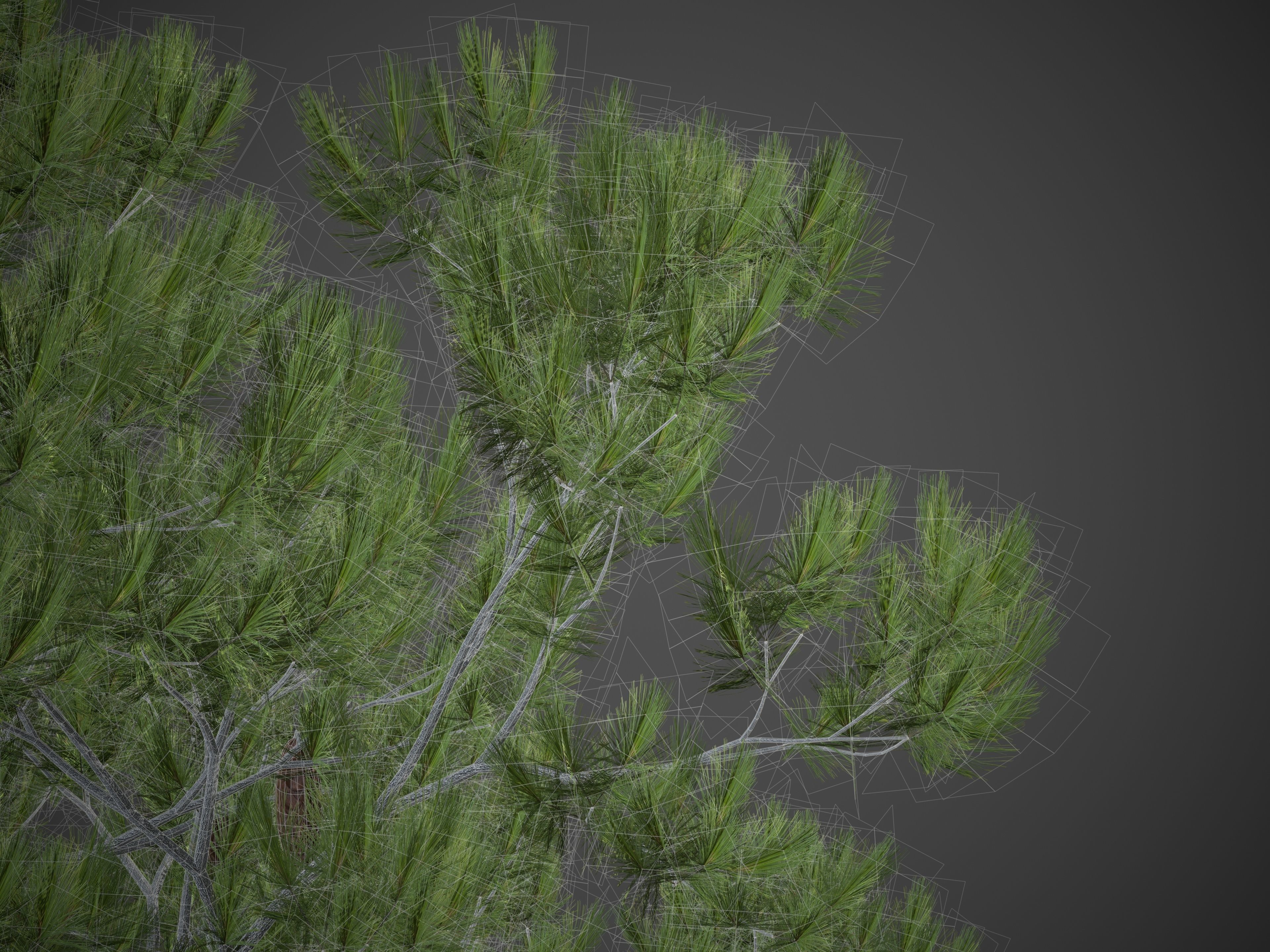 2021 PBR Aleppo Pine Collection - Pinus Halepensis  3D model_9