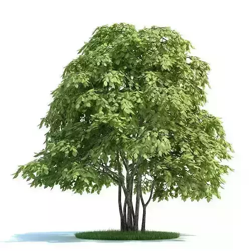 Tree Staphylea Pinnata 3D model