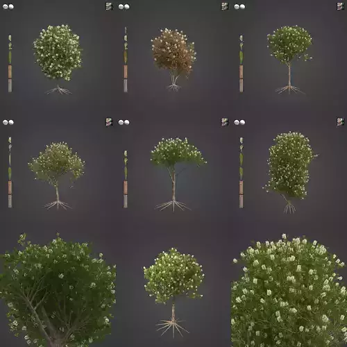 2021 PBR Lemon Bottlebrush Collection - Callistemon Pallidus 