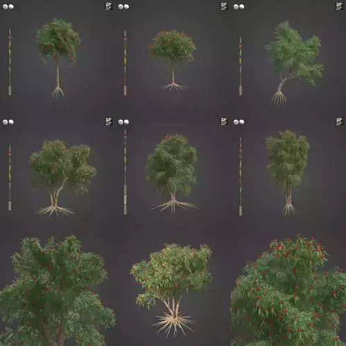 2021 PBR Weeping Bottlebrush Collection - Callistemon Viminalis 