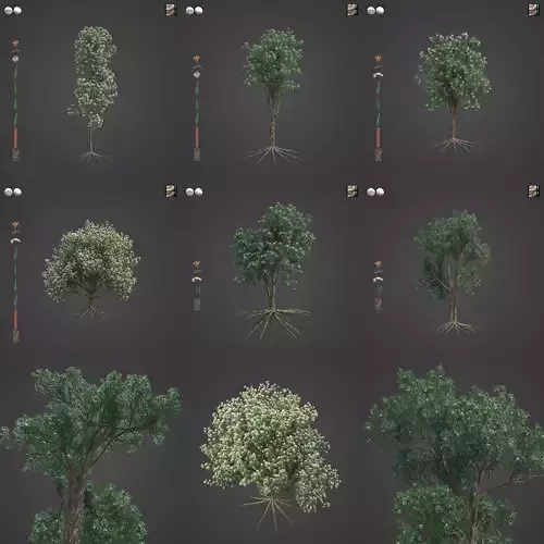 2021 PBR Jarrah Collection - Eucalyptus Marginata  3D model