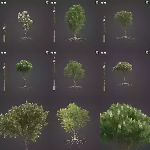 2021 PBR Tea Tree Collection - Melaleuca Alternifolia  Free 3D model