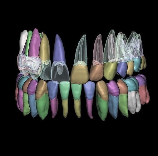 Natural anatomy teeth with root canal in 2 pieces  3D print model
