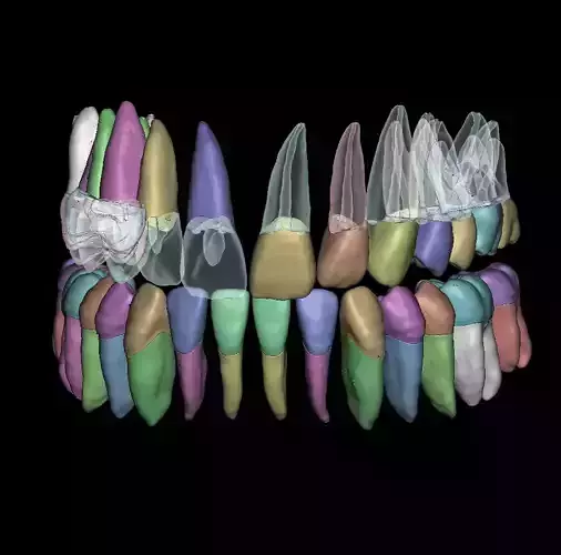 Natural anatomy teeth with root canal in 2 pieces  3D print model