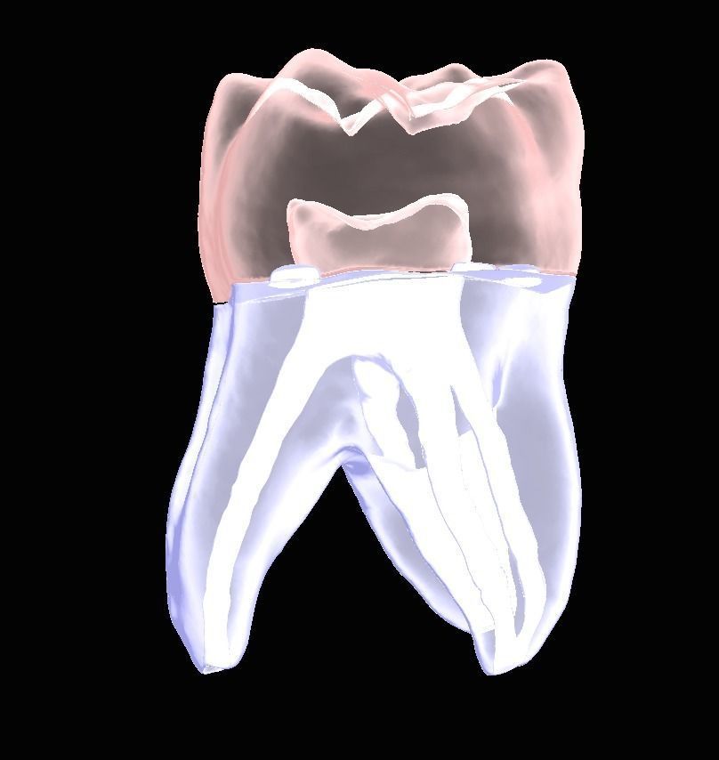 Natural anatomy teeth with root canal in 2 pieces  3D print model_10