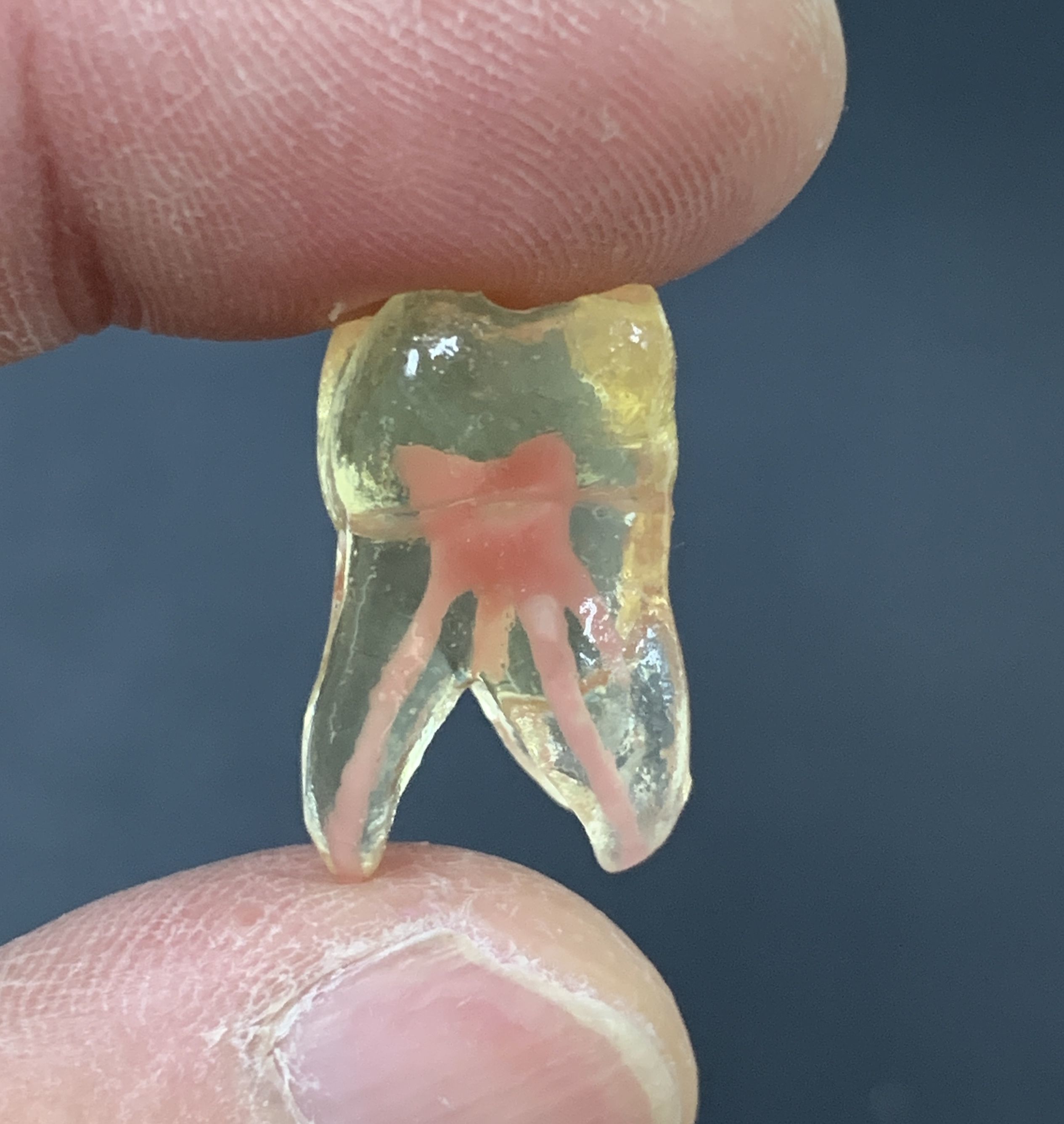 Natural anatomy teeth with root canal in 2 pieces  3D print model_4