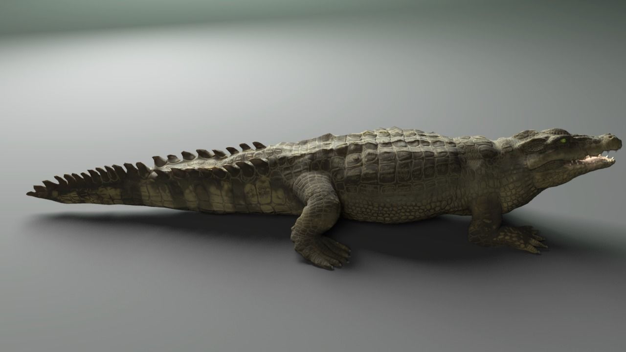3d crocodile model alligator Low-poly 3D model_8