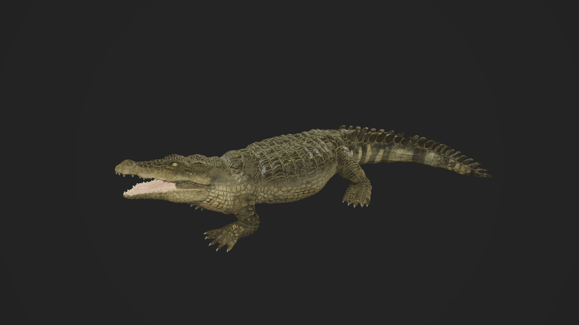 3d crocodile model alligator Low-poly 3D model_6