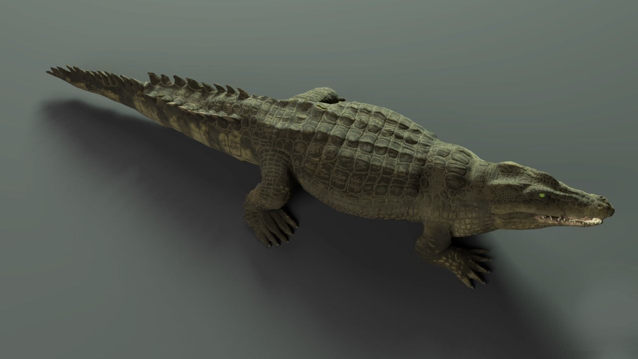 3d crocodile model alligator Low-poly 3D model_9