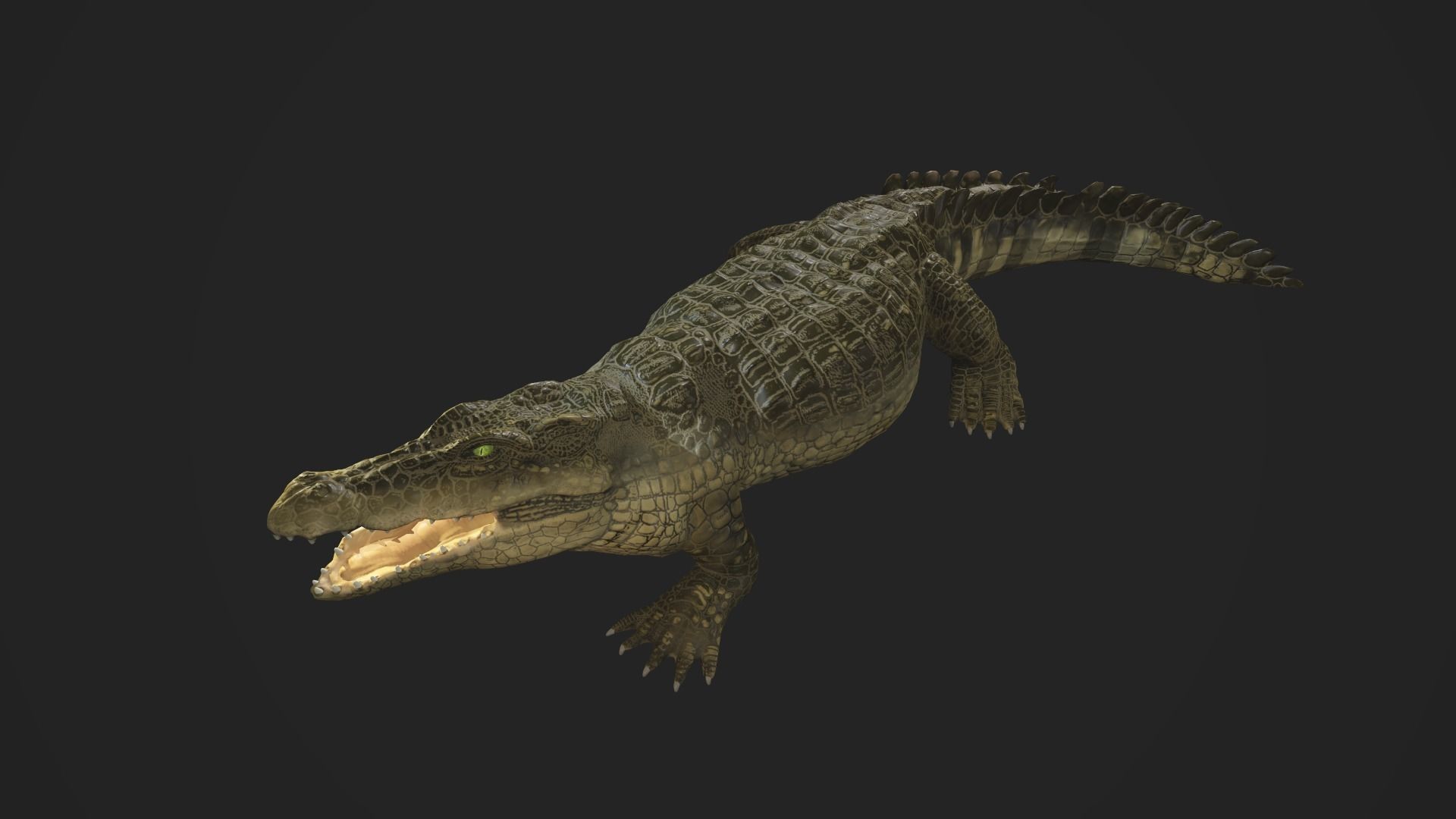 3d crocodile model alligator Low-poly 3D model_10