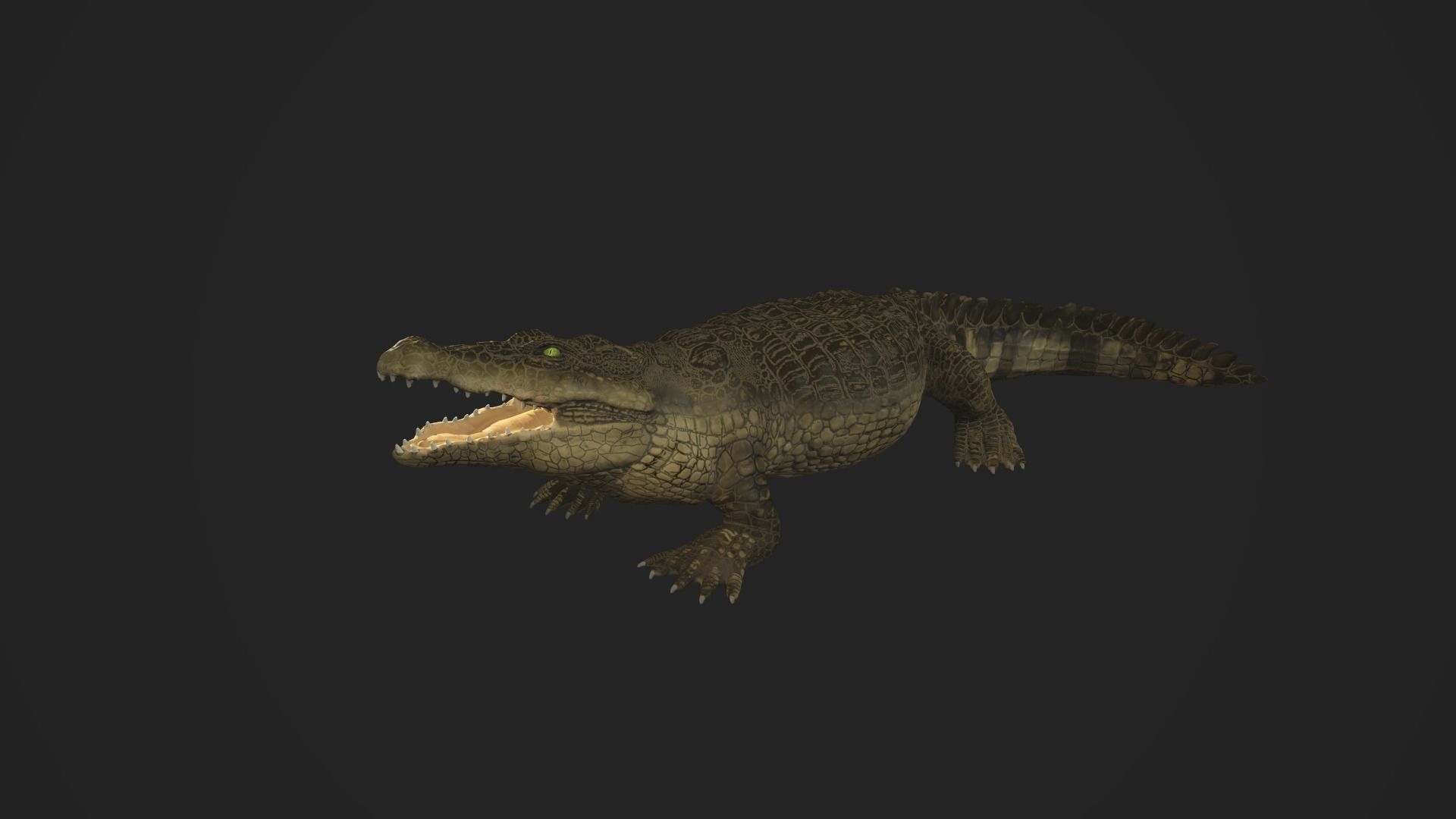 3d crocodile model alligator Low-poly 3D model_3